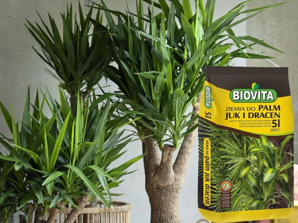 Ziemia do Palm, Juk i Dracen - Podłoże do Roślin Zielonych - BIOVITA (5L)