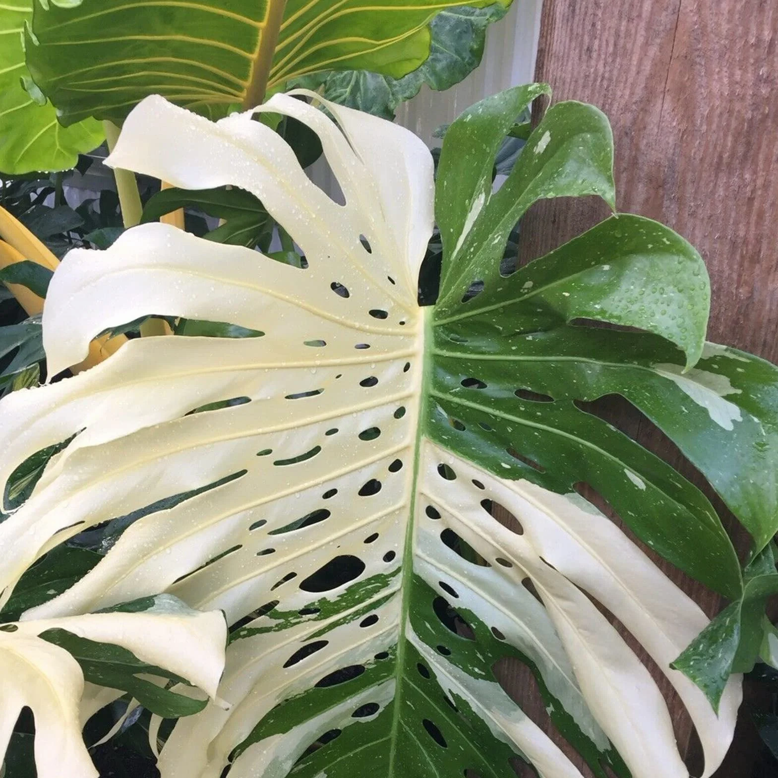 Generic asiona Monstera Deliciosa, 30 szt. Nasiona Szybko rosnące, pełne witalności Odporność na suszę Wysoka przeżywalność Dobrze przystosowane Łatwe kiełkowanie Ogrodnictwo Nasiona Monst