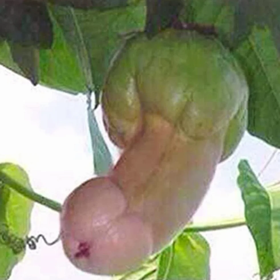 Saterkali Nasiona dyni Penis Melon, 30 szt. Nasiona dyni Penis Melon Ogród Yard Bonsai Pyszne warzywa Rośliny 30szt