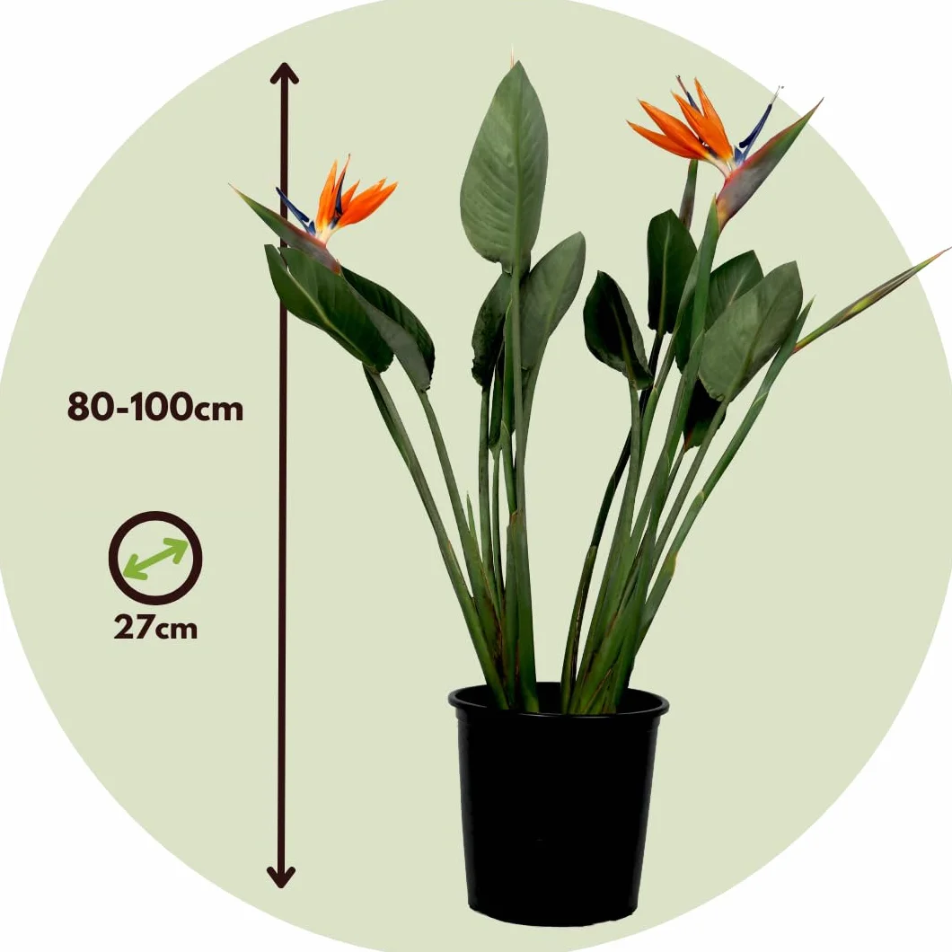 Strelitzia Reginae Rajski Ptak Strelicja Doniczka 27cm Wysokość 80-100cm