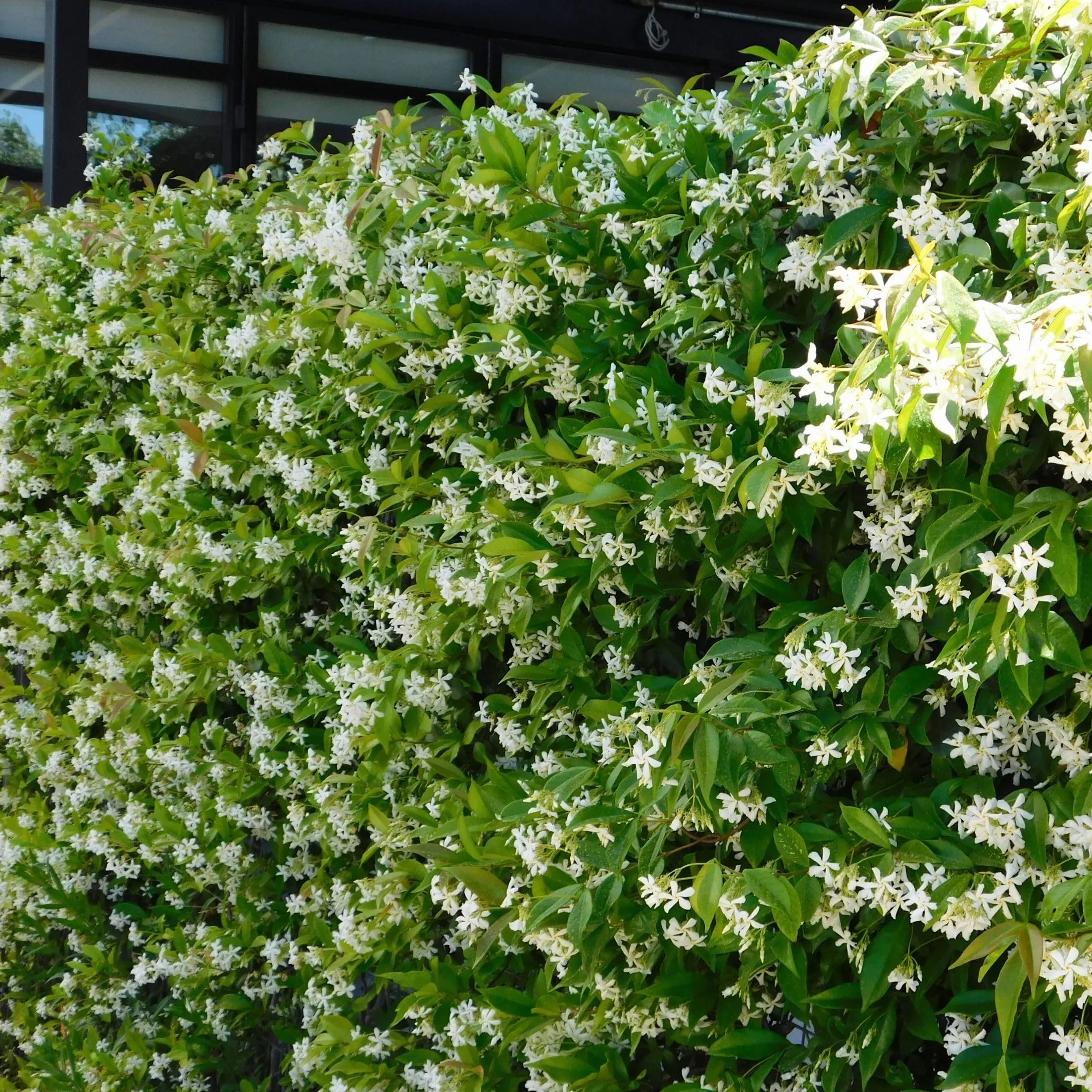 Plant in a Box - Jaśmin Toskański - Trachelospermum jasminoides - Wys. 110-120 cm - Doniczka 17 cm - Roślina pnąca