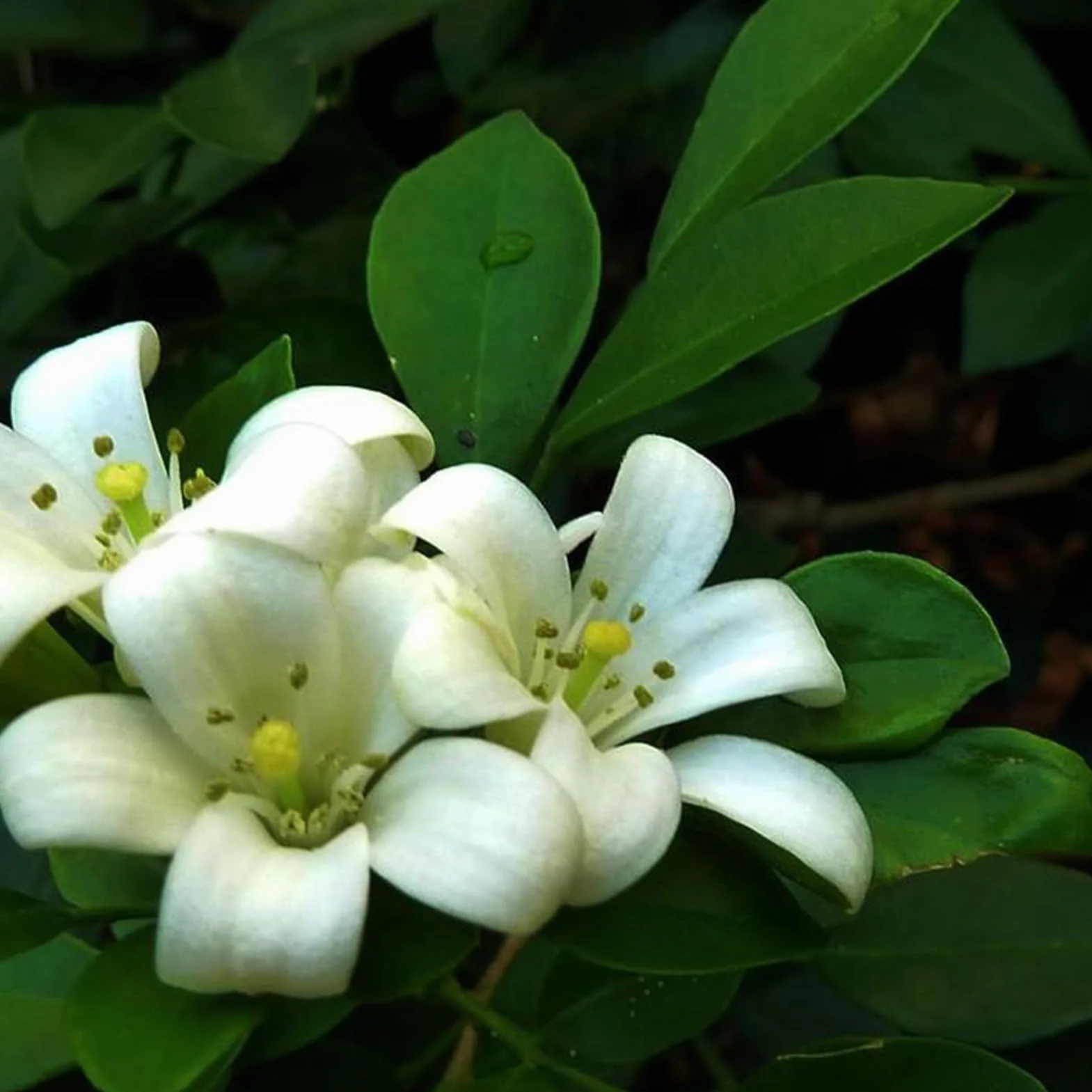 Murraya Exotica Nasiona 50 sztuk Non GMO Naturalne Wysokowydajne Ogrodnictwo Kwiaty Drzewo Owocowe Warzyw