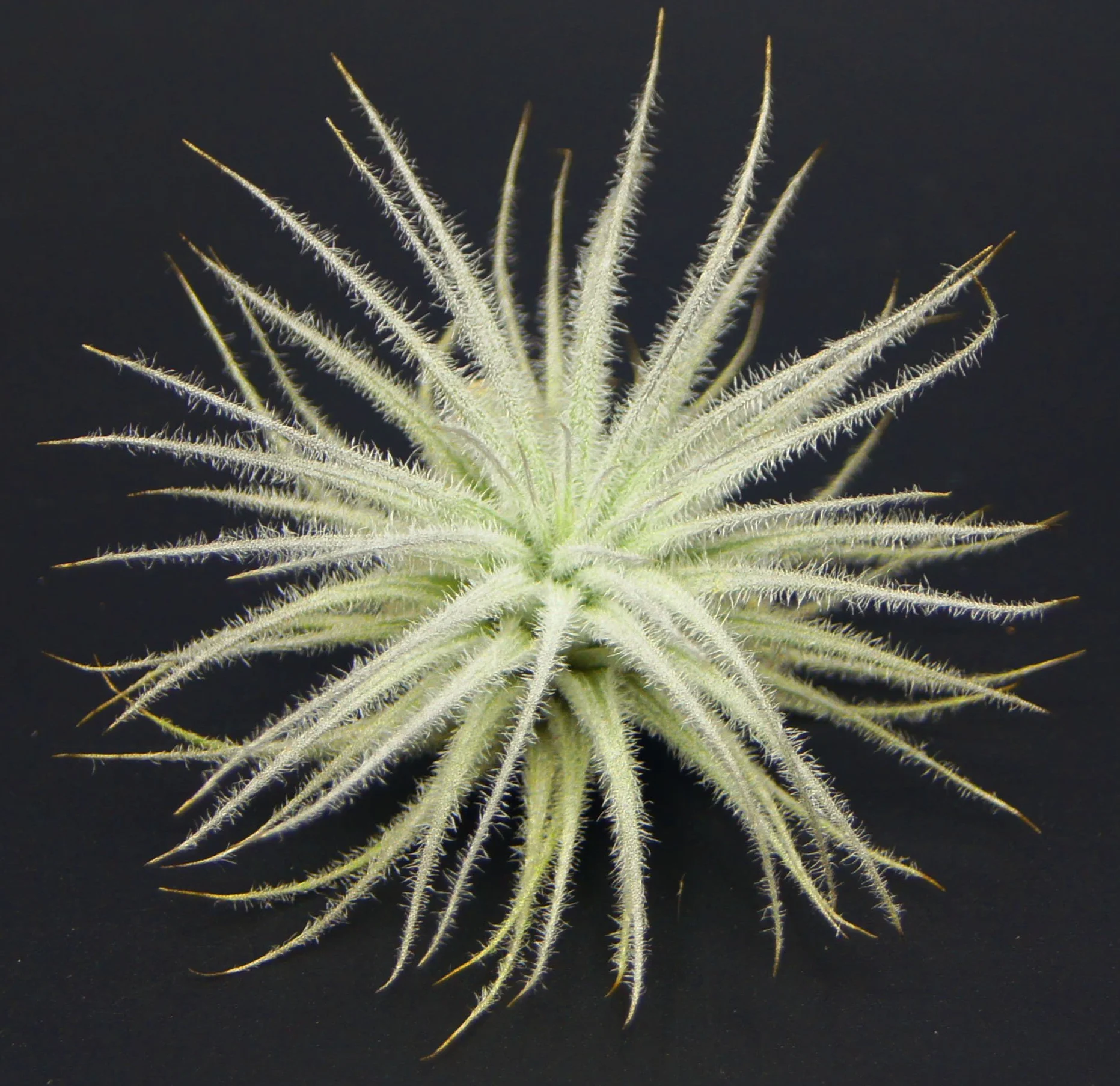 Tillandsia tectorum, Tillandsien, bromeliada