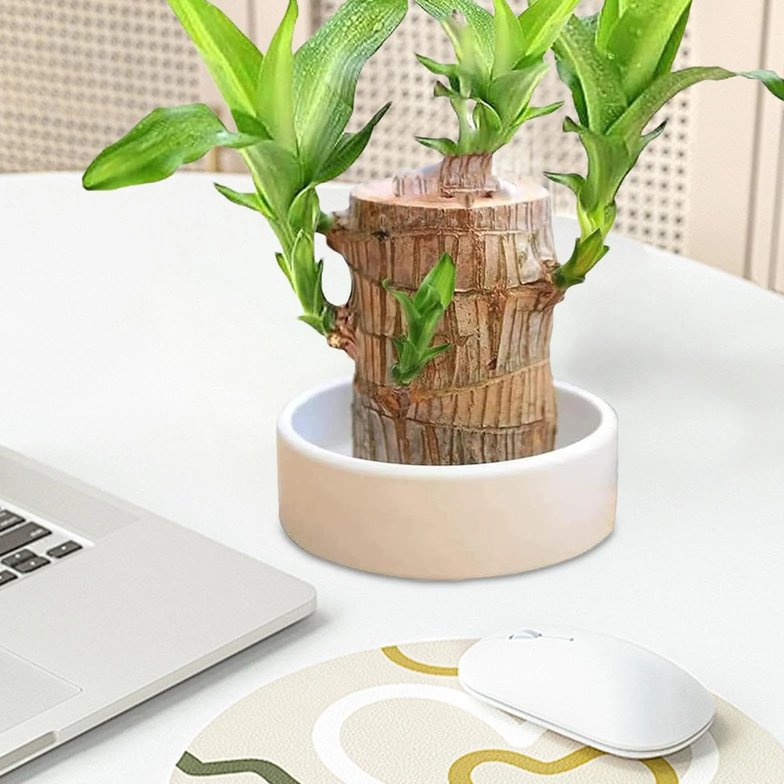 Brazylia Lucky Wood Plant Hydroponic Tree Stump Desktop