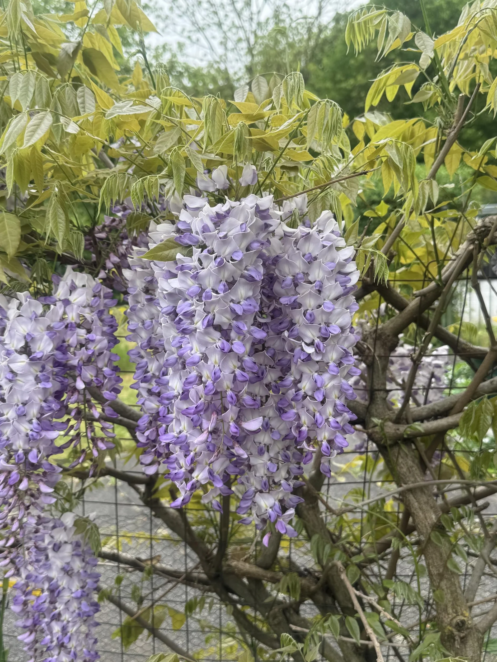 Wisteria sinensis < 3 nasiona (piękna kwitnąca roślina pnąca mrozoodporna)
