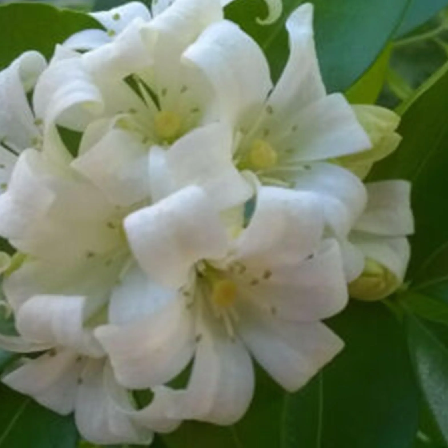 Murraya Exotica Nasiona 50 sztuk Non GMO Naturalne Wysokowydajne Ogrodnictwo Kwiaty Drzewo Owocowe Warzyw
