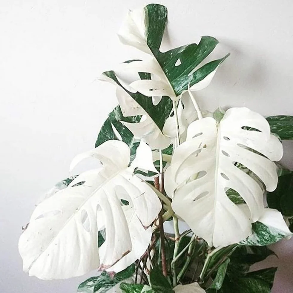 Nasiona Monstera 100 szt. Białe liście żółwia palmowego Rośliny Ogród Balkon Bonsai