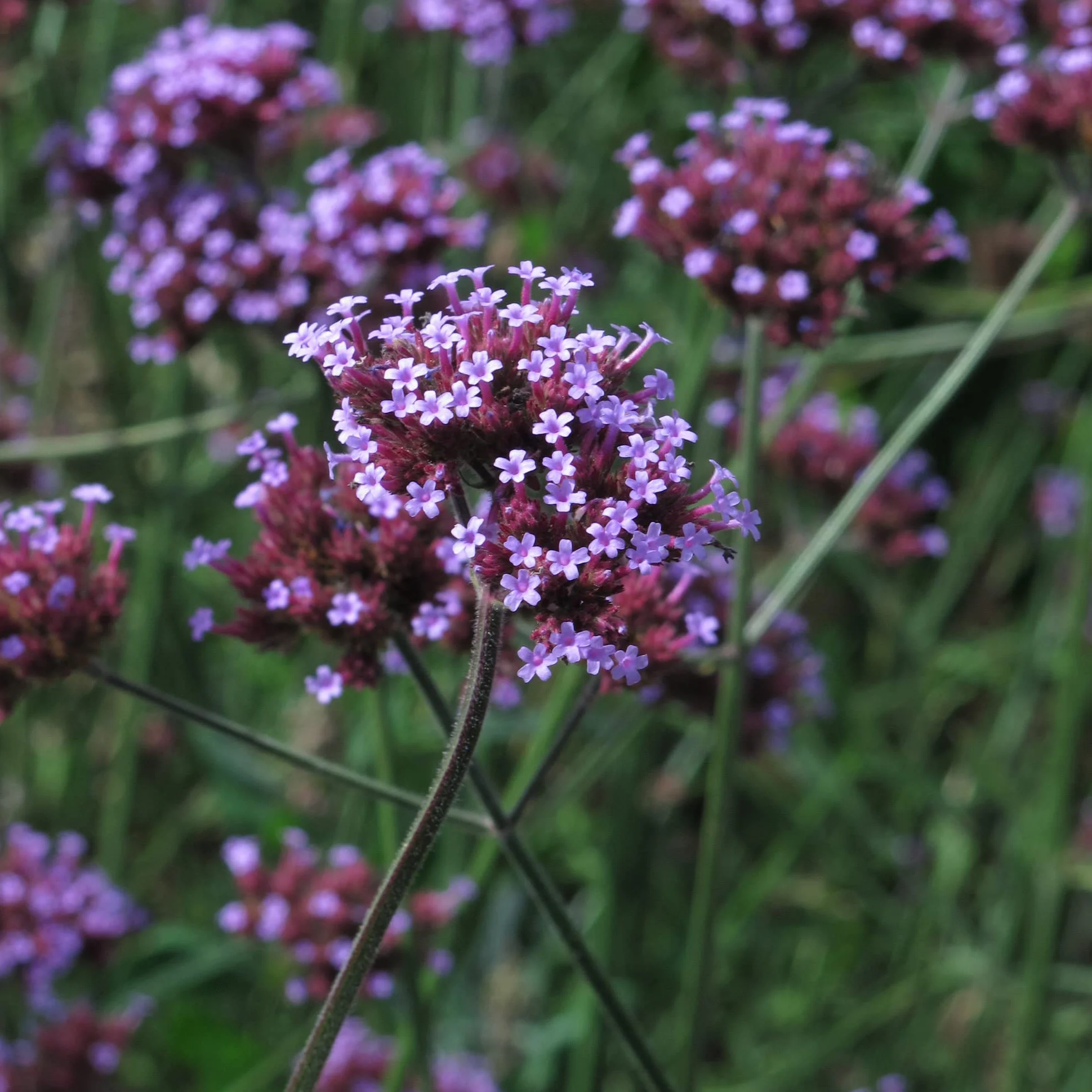 Werbena patagońska (Verbena bonariensis) Organic - około 200 nasion