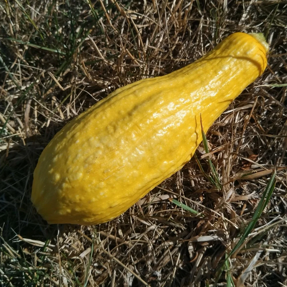 Cukinia żółta Yellow Crookneck Cucurbita pepo nasiona stara amerykańska odmiana