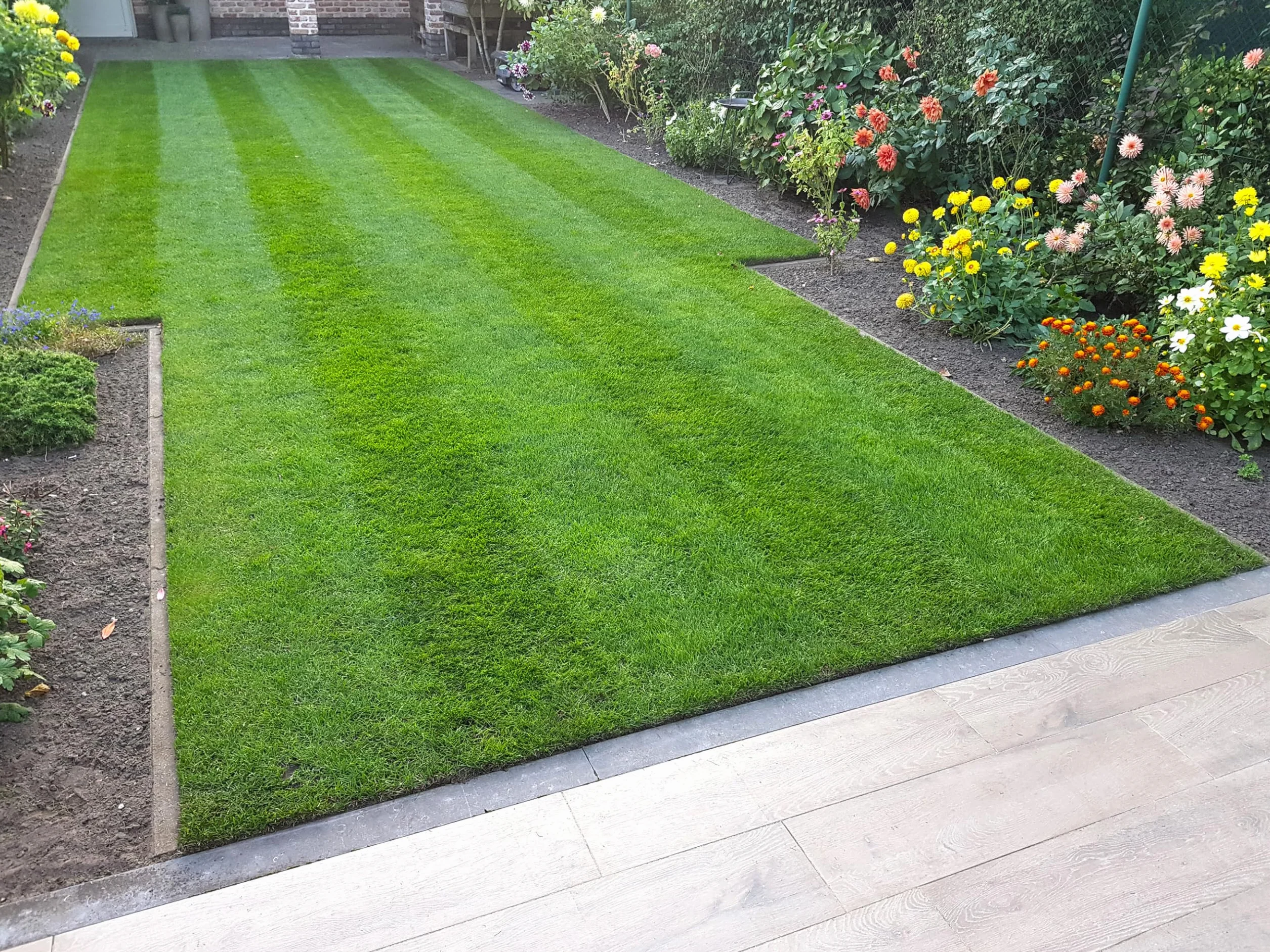 MOOWY Power Lawn Nasiona Trawy 50m² Super Sprężyste Szybko Rosnące