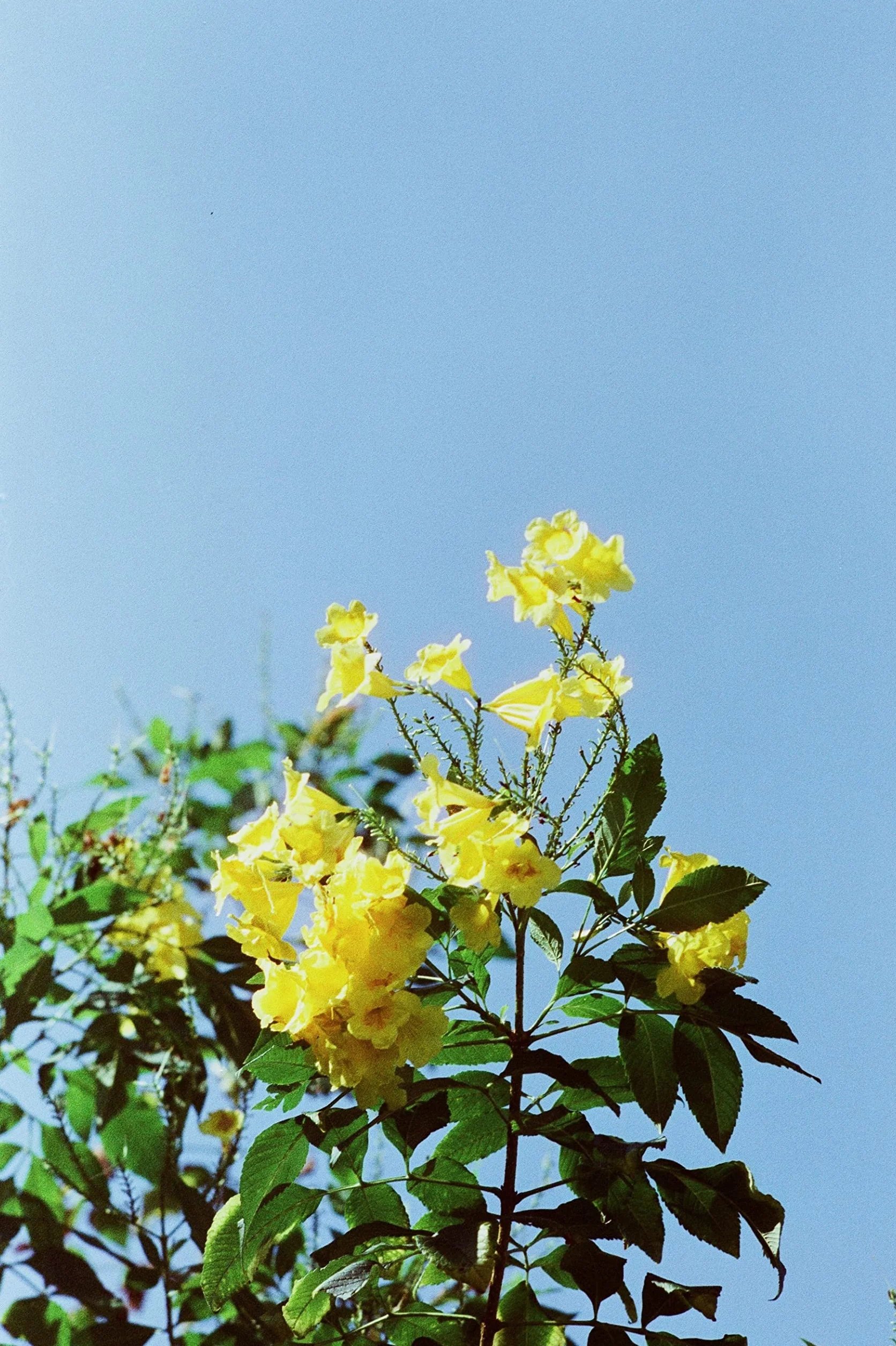 RETO Amber D400 35 mm kolorowy negatywny film kinowy, 27 ekspozycji, ISO400, 135, kinowy, styl obrazu, proces C41