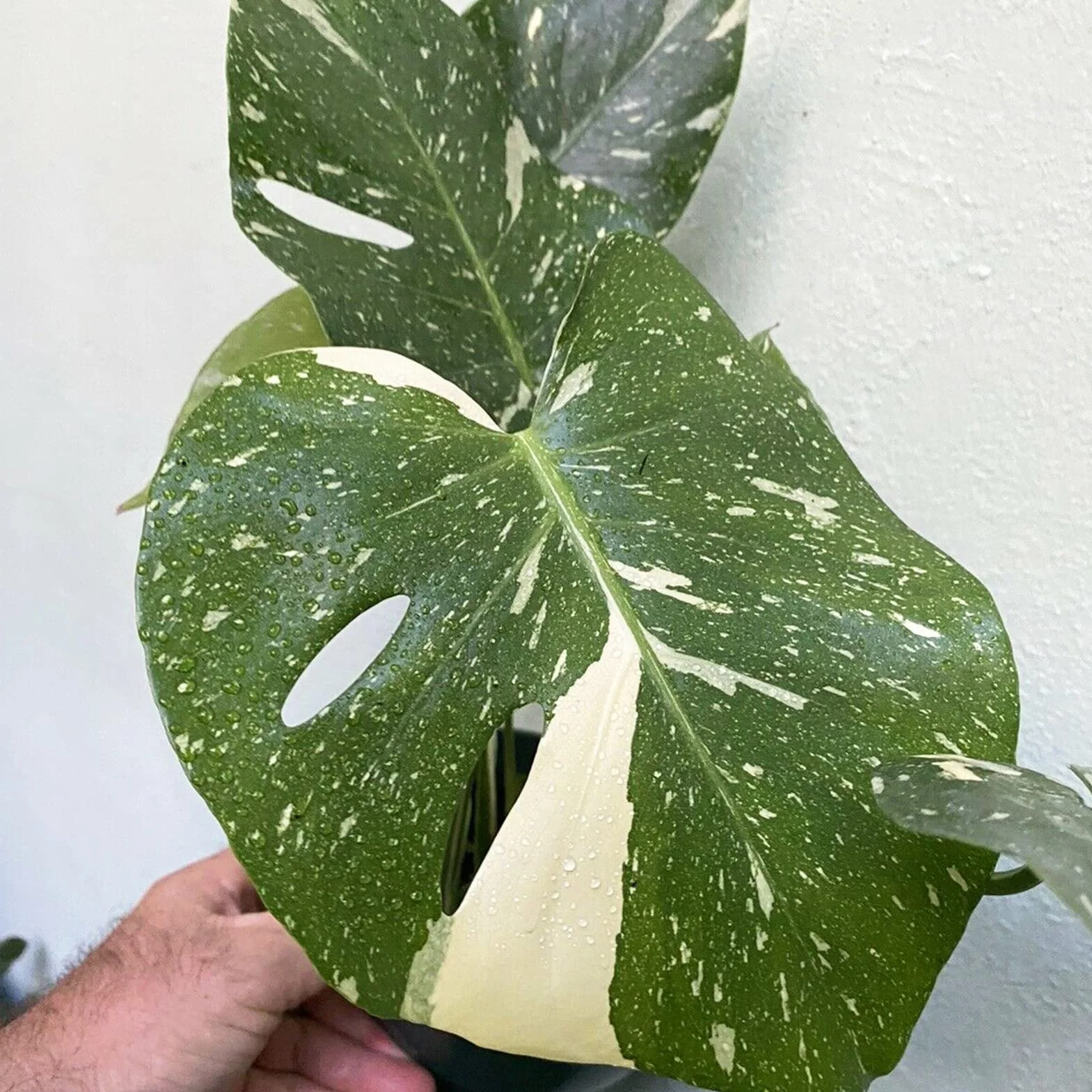 Generic asiona Monstera Deliciosa, 30 szt. Nasiona Szybko rosnące, pełne witalności Odporność na suszę Wysoka przeżywalność Dobrze przystosowane Łatwe kiełkowanie Ogrodnictwo Nasiona Monst