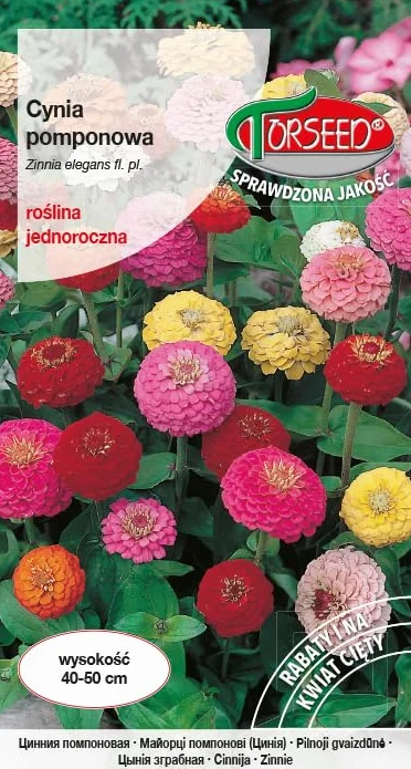 Pompon Cynia Nasiona: Żywe, wielokolorowe, odporne na ciepło, lubiące wilgoć rośliny jednoroczne. Idealne do bukietów, kwitnienie czerwiec-październik (1 gram)