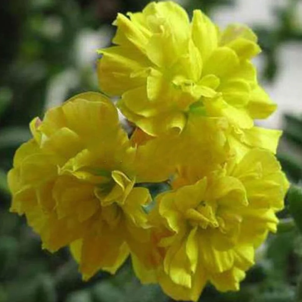 Mieszane nasiona geranium Pelargonia Hortorum 50 sztuk roślina kwiatowa