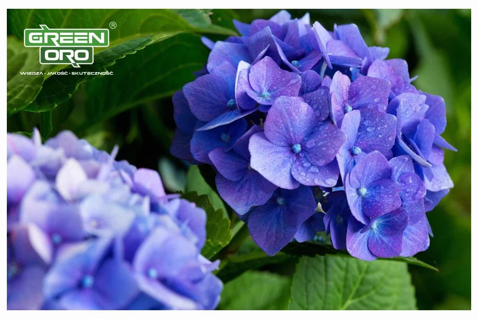 FLOWERS ACID 1,5KG Nawóz do hortensji i roślin kwasolubnych