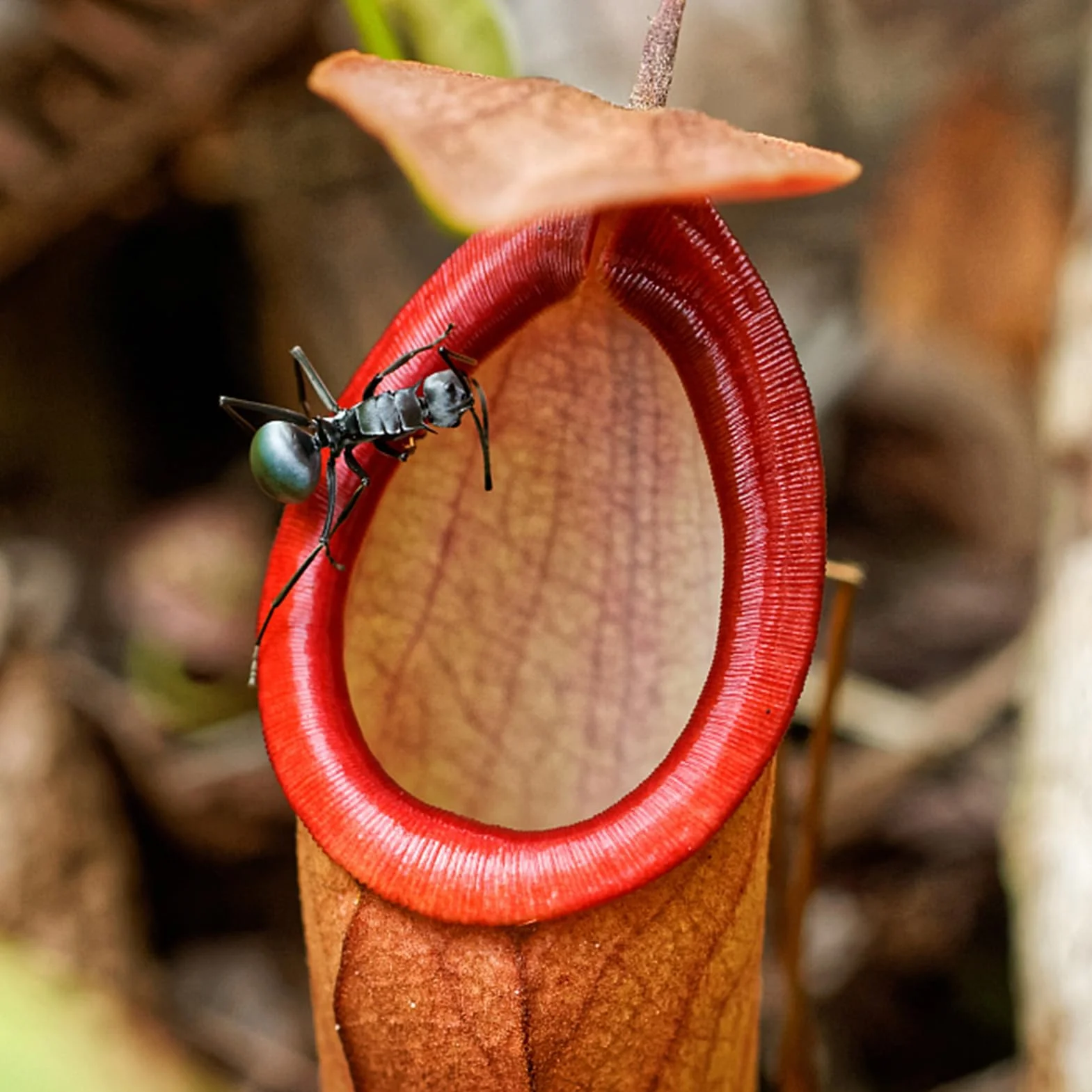 Nasiona Nepenthes 50 szt. torba tropikalne rośliny mięsożerne do domu