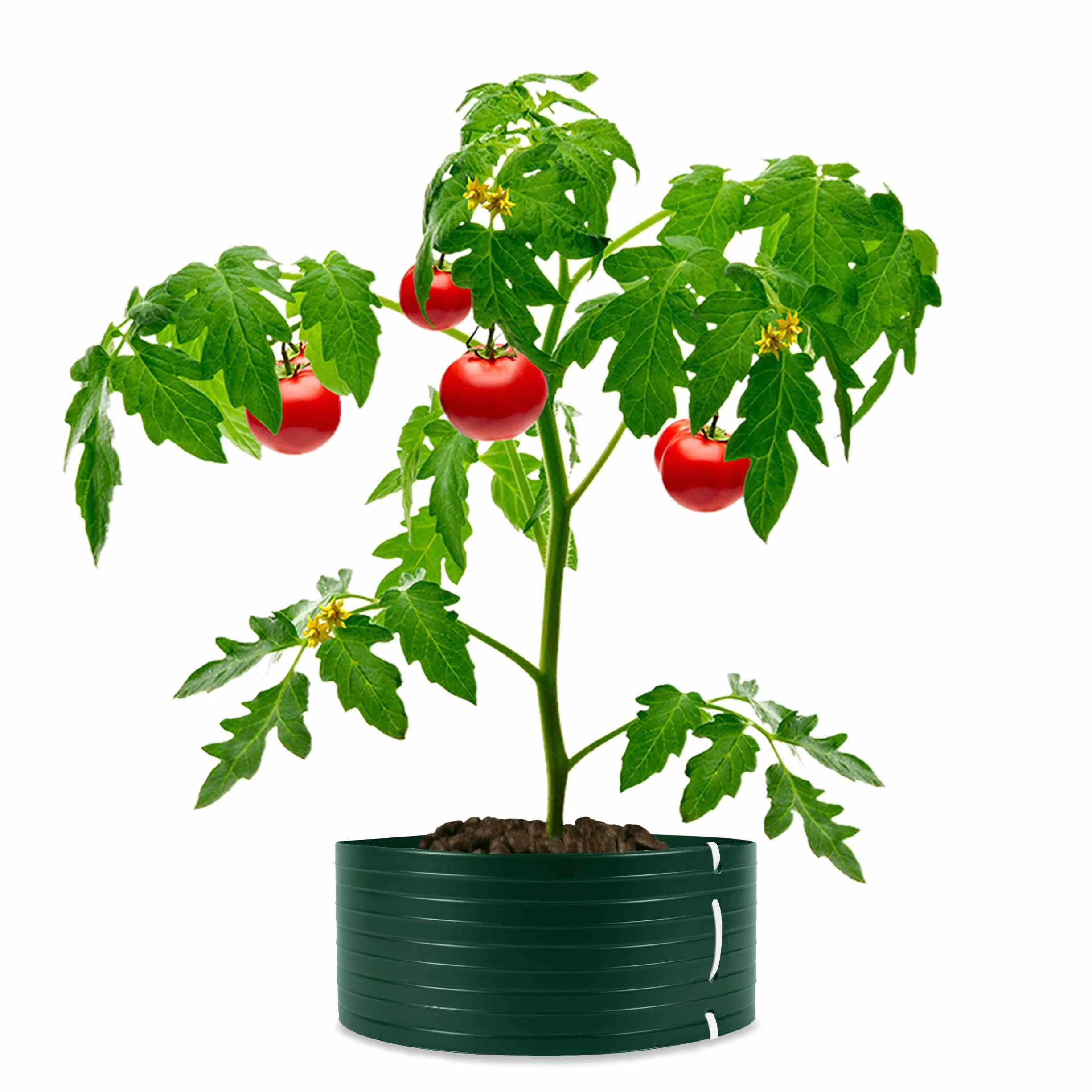 Quest Pierścień nawadniający PVC, do sadzenia roślin i drzew — wys. 9 cm, 1,6 m, zielony