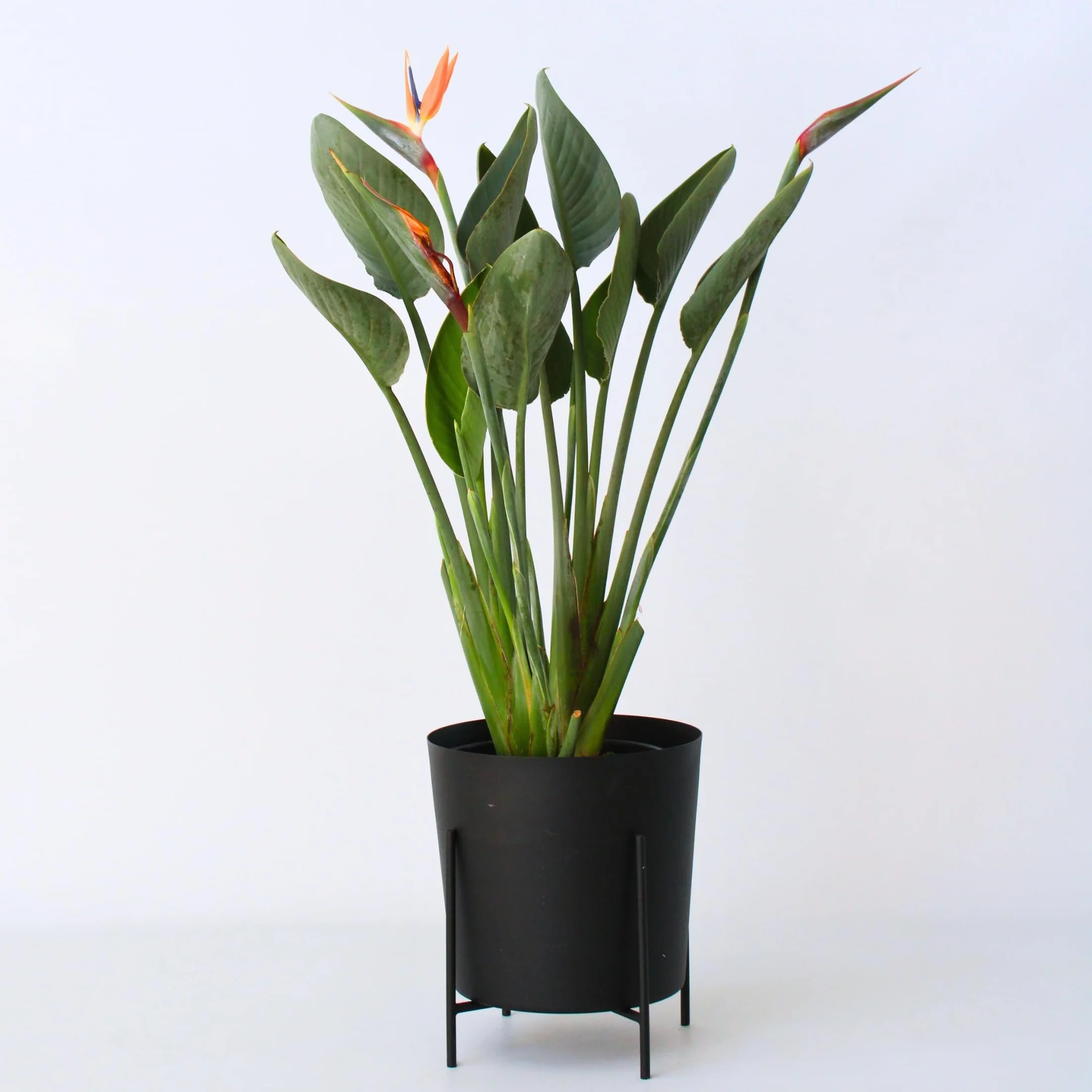Strelitzia Reginae Rajski Ptak Strelicja Doniczka 27cm Wysokość 80-100cm