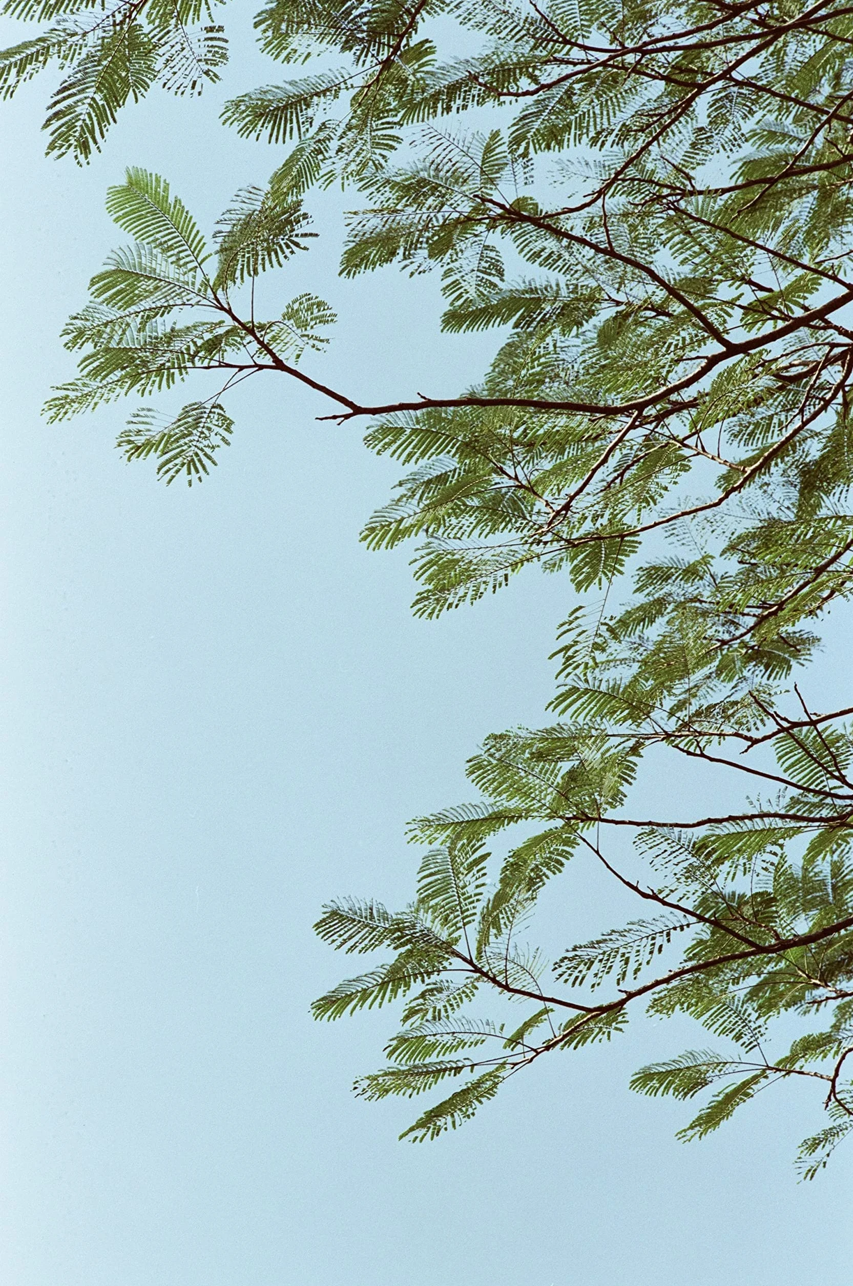RETO Amber D400 35 mm kolorowy negatywny film kinowy, 27 ekspozycji, ISO400, 135, kinowy, styl obrazu, proces C41