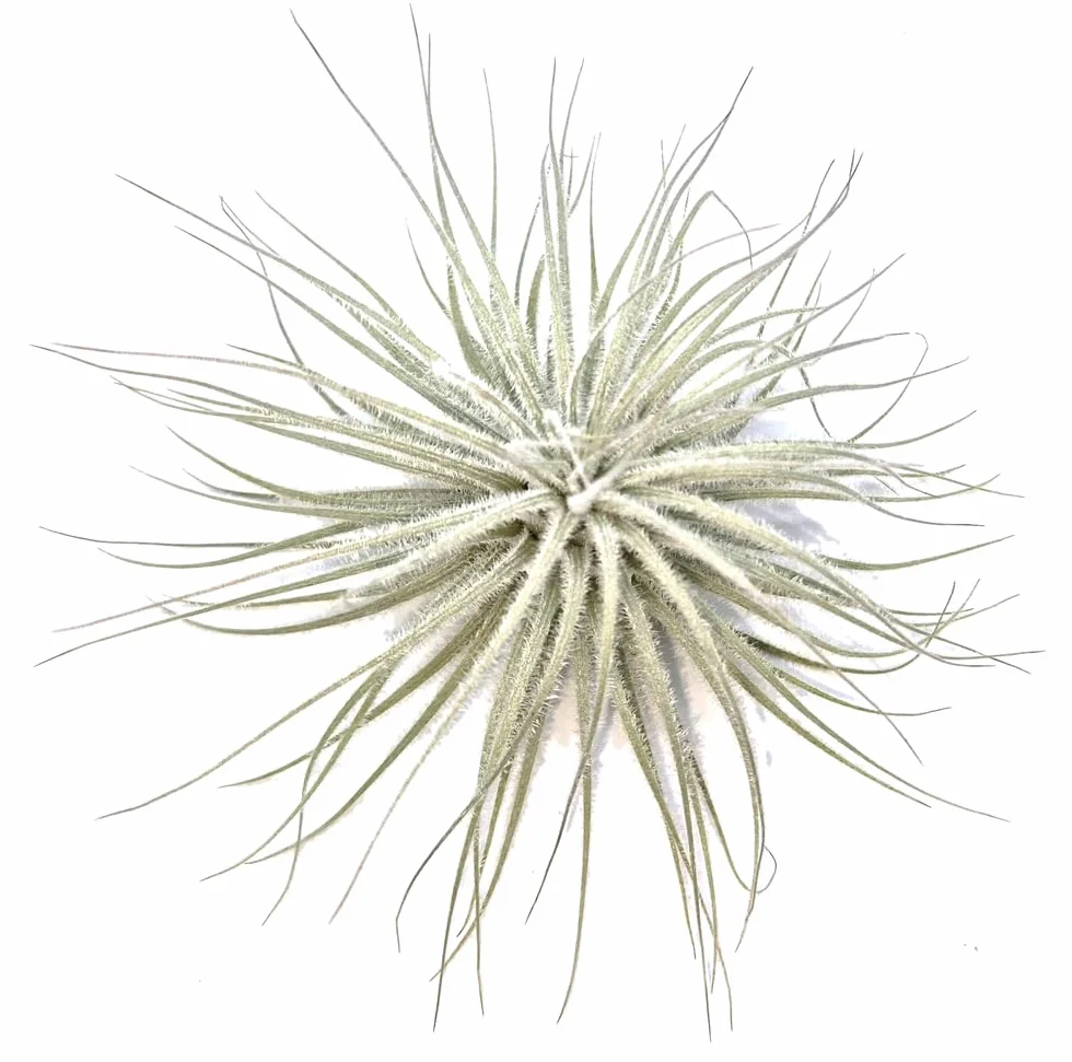 Tillandsia tectorum, Tillandsien, bromeliada