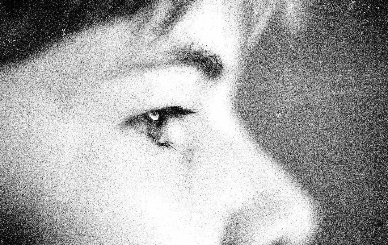 Ilford DELTA 3200-135/36 black & white film
