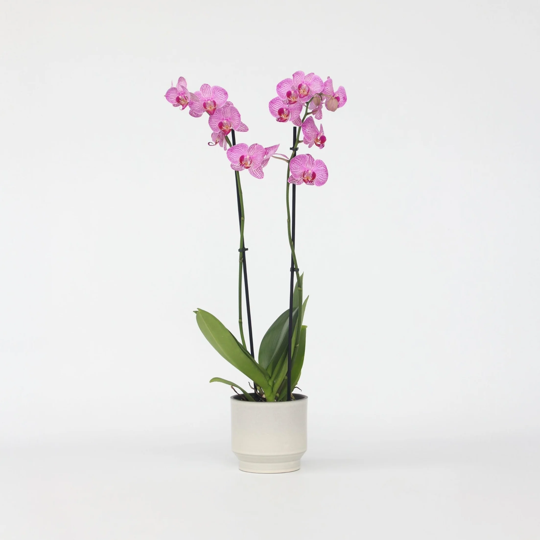 Plant in a Box - Phalaenopsis - Orchidea fioletowa - Kwitnąca roślina domowa - Przyjazna dla kotów - Doniczka 12 cm - Wysokość 50-60 cm