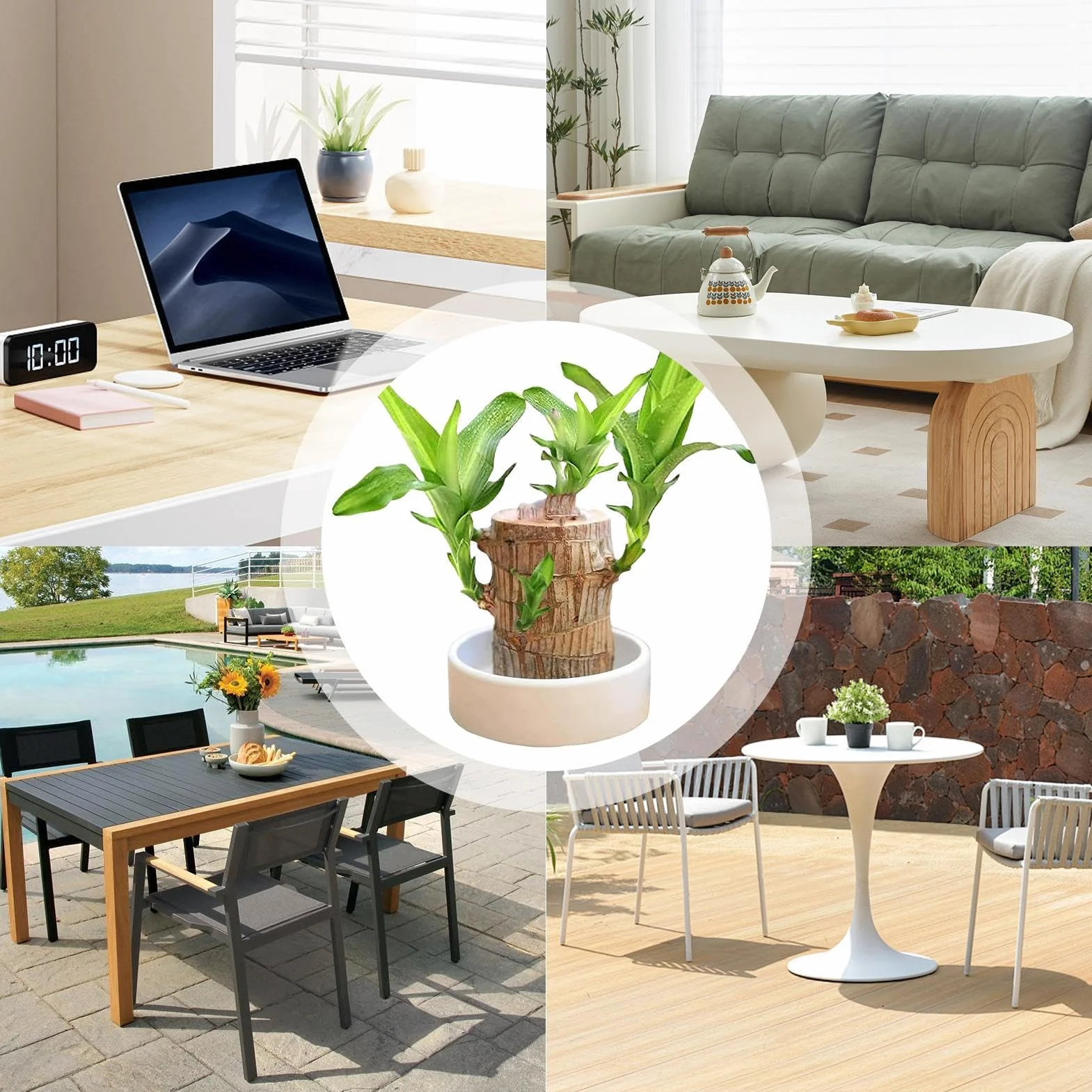 Brazylia Lucky Wood Plant Hydroponic Tree Stump Desktop