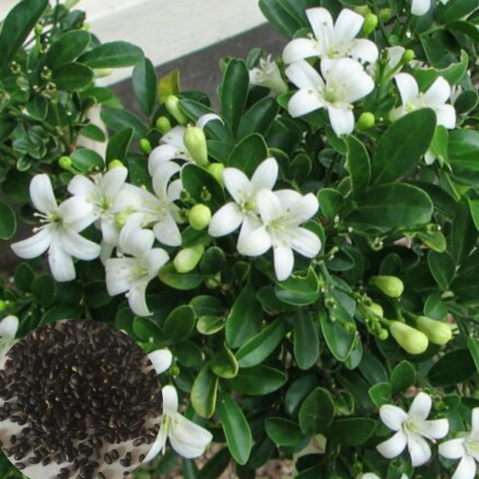 Murraya Exotica Nasiona 50 sztuk Non GMO Naturalne Wysokowydajne Ogrodnictwo Kwiaty Drzewo Owocowe Warzyw
