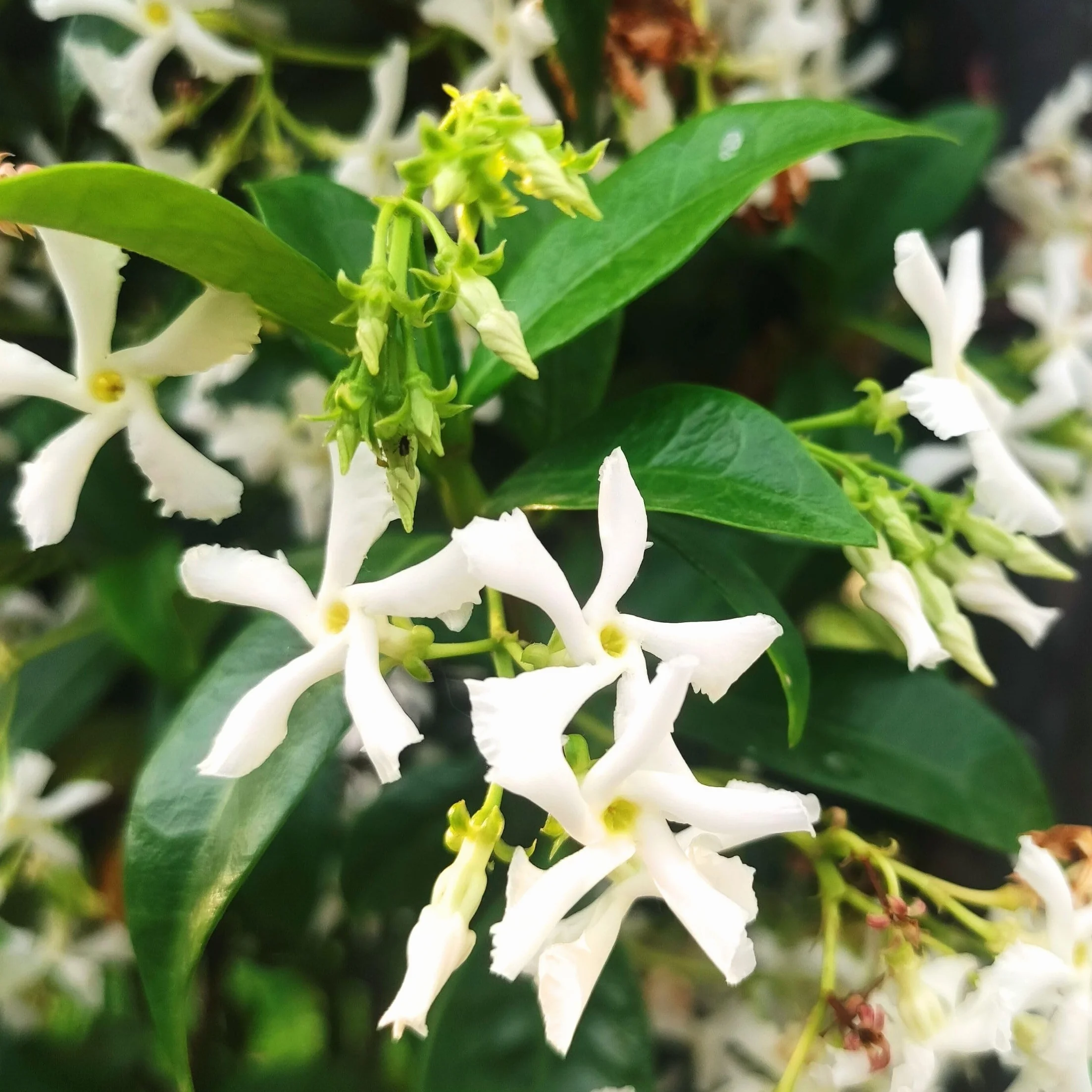 Plant in a Box - Jaśmin Toskański - Trachelospermum jasminoides - Wys. 110-120 cm - Doniczka 17 cm - Roślina pnąca
