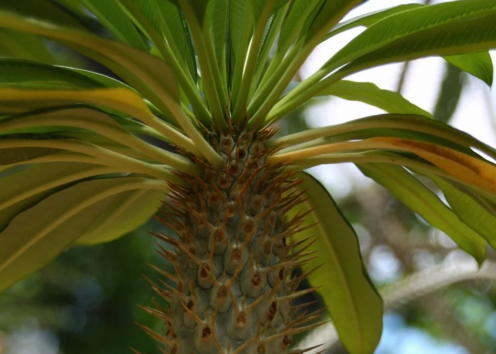 SAFLAX Madagaskar Palma Pachypodium lamerei 10 Nasiona