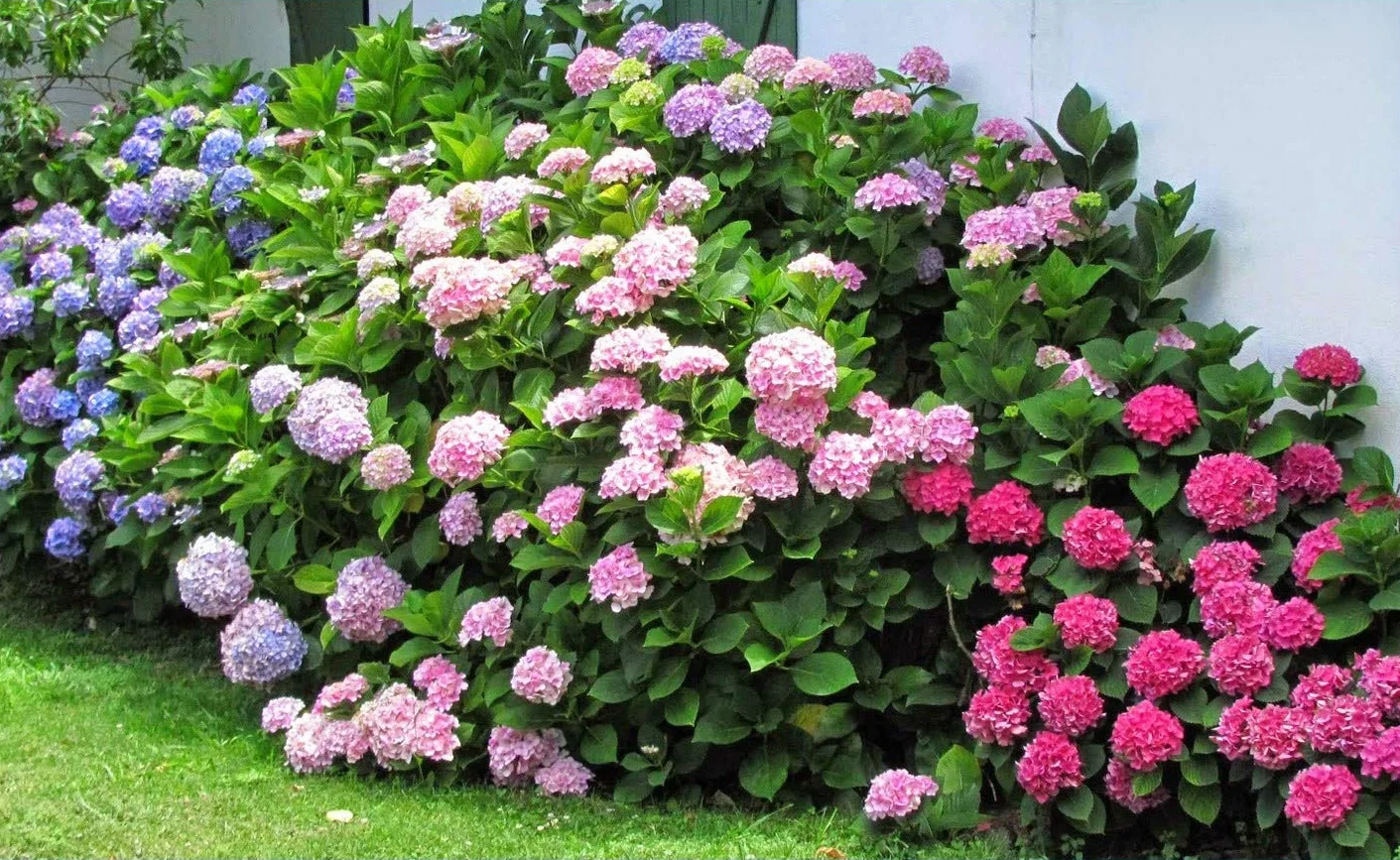 20 Mieszanych Nasion Hortensji (Hydrangea Viburnum)