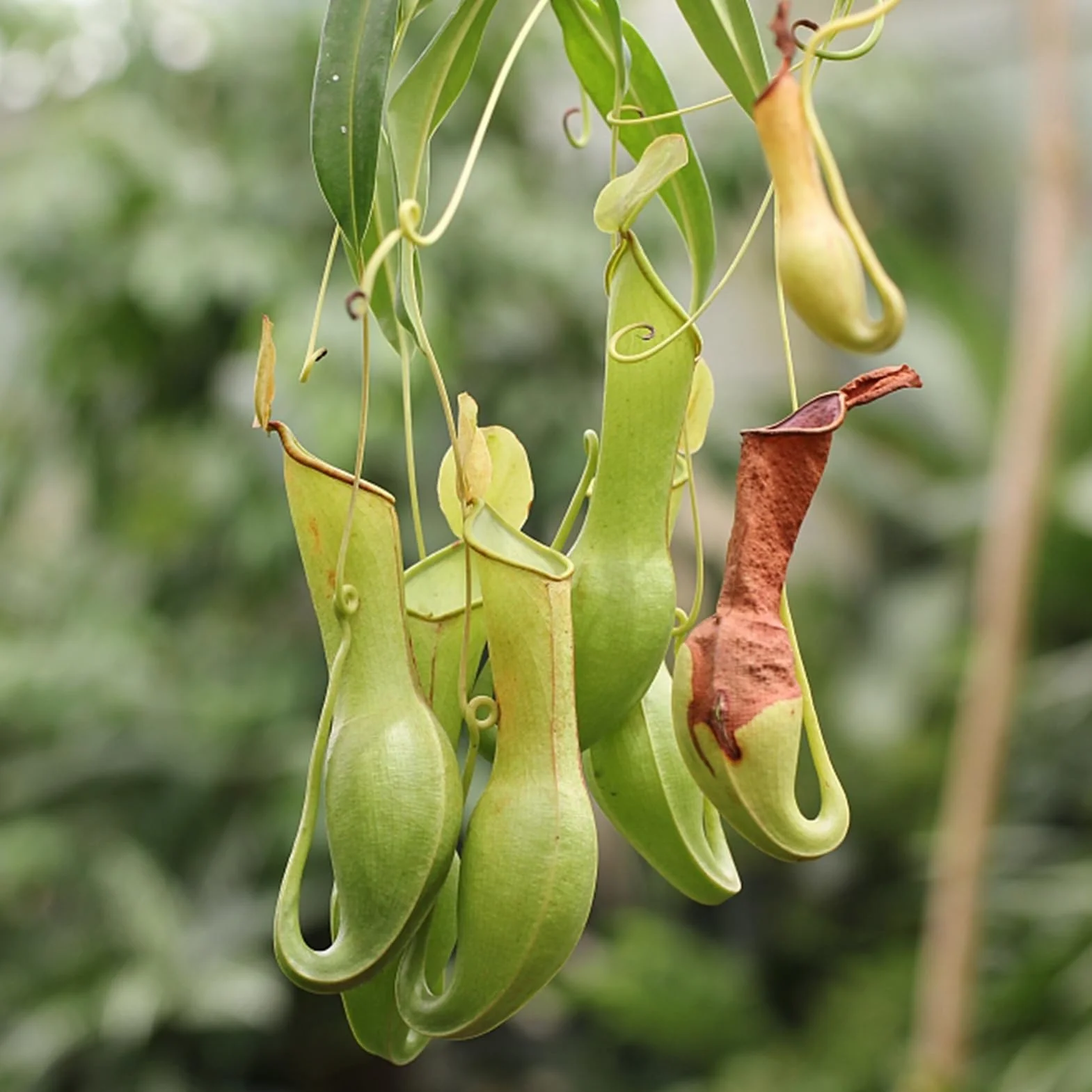 Nasiona Nepenthes 50 szt. torba tropikalne rośliny mięsożerne do domu