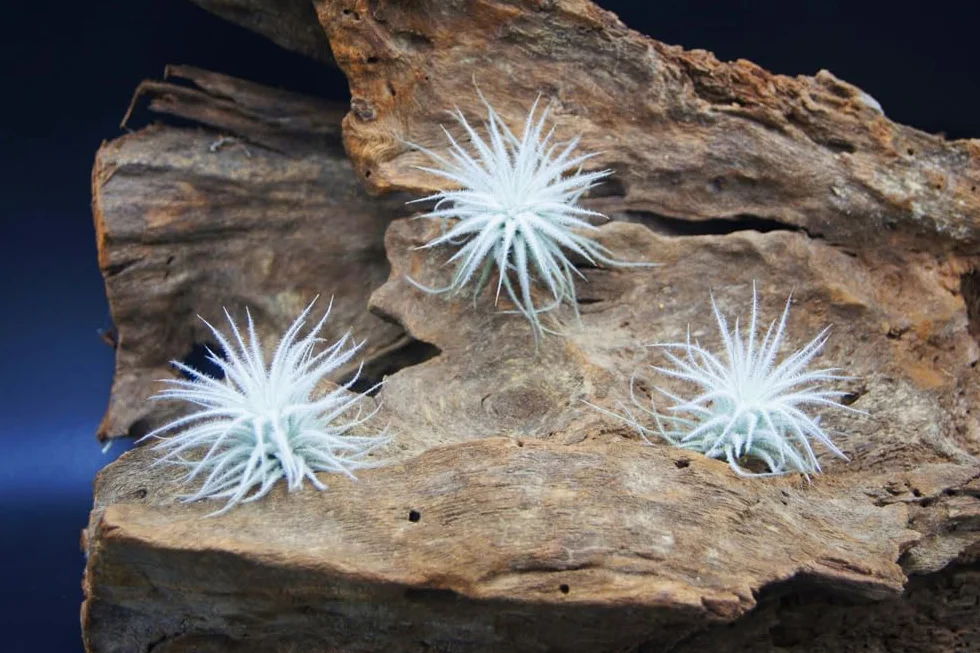 Tillandsia tectorum, Tillandsien, bromeliada