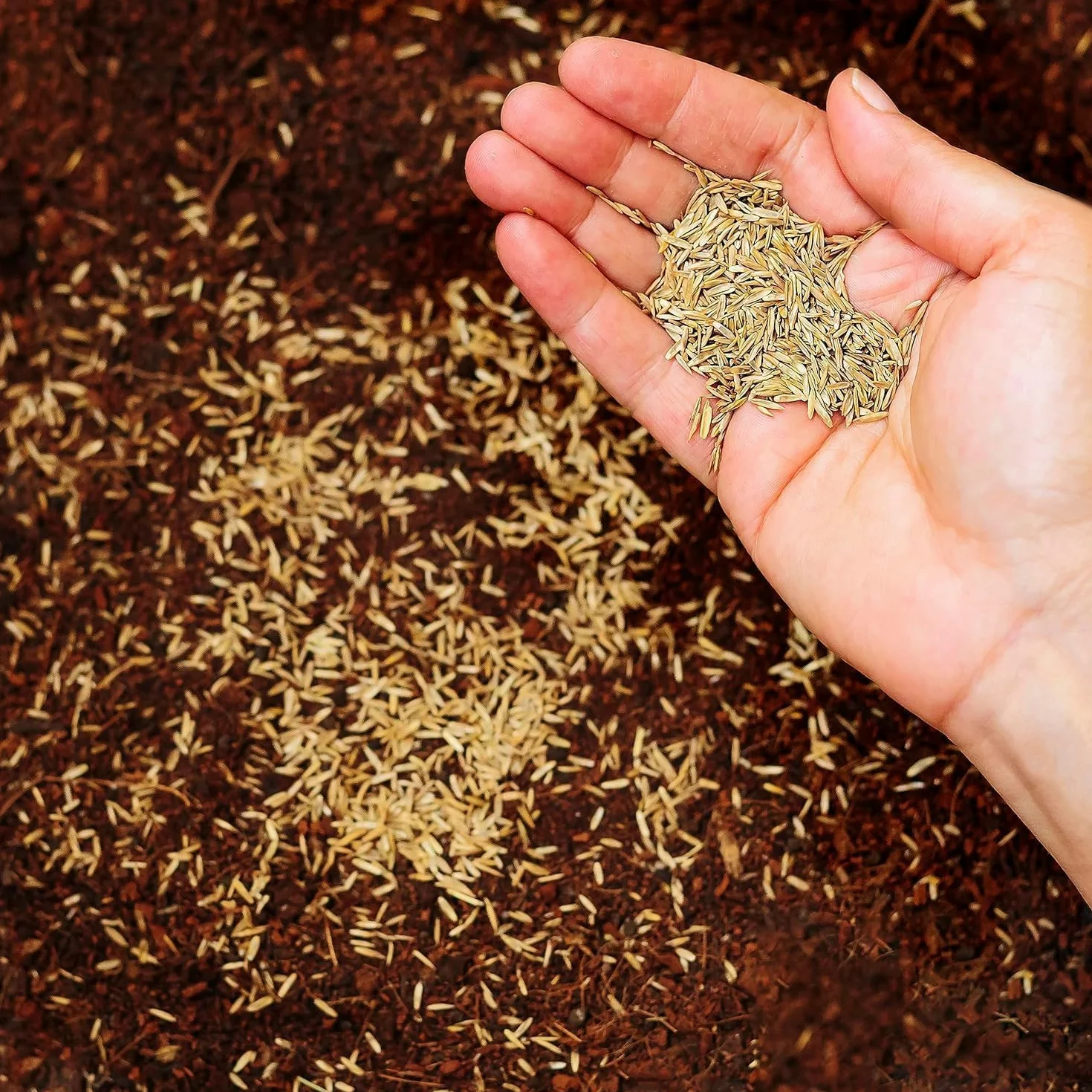Nasiona trawnika Festuca Arundinacea odporne trwałe 500g 20m²