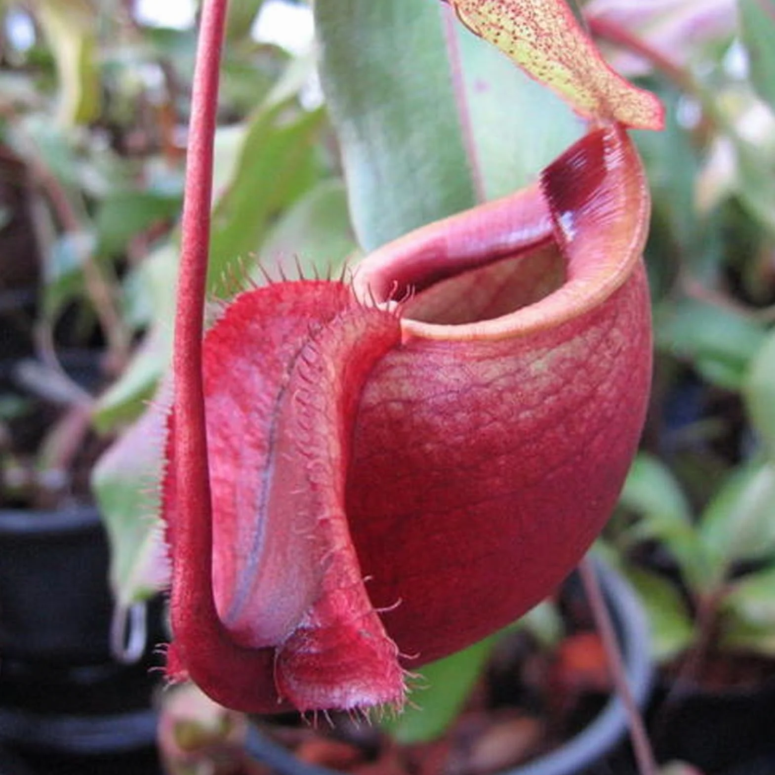 Nasiona Nepenthes 50 szt. torba tropikalne rośliny mięsożerne do domu