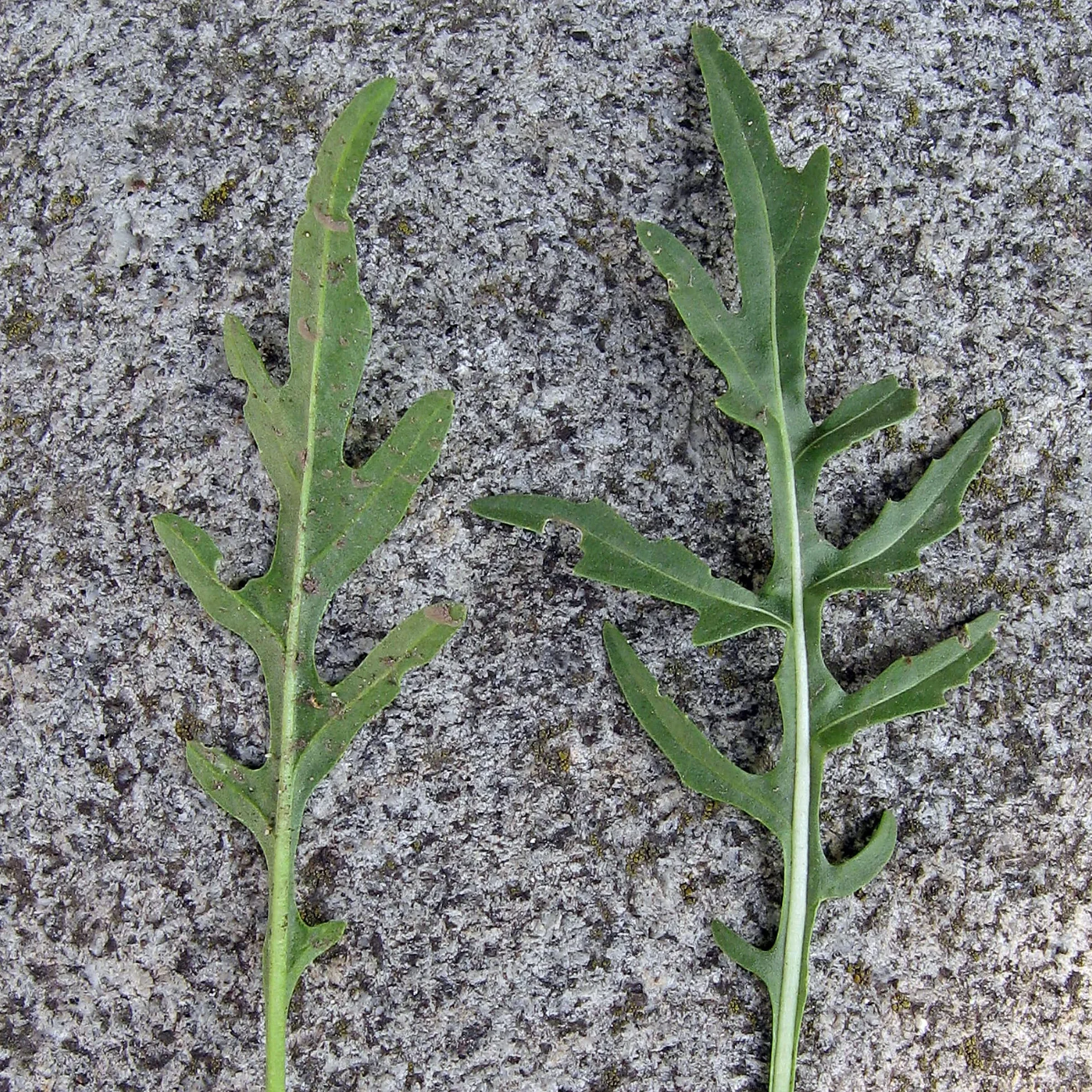 Dzika rukola Rucola selvatica Bio - 1200 nasion