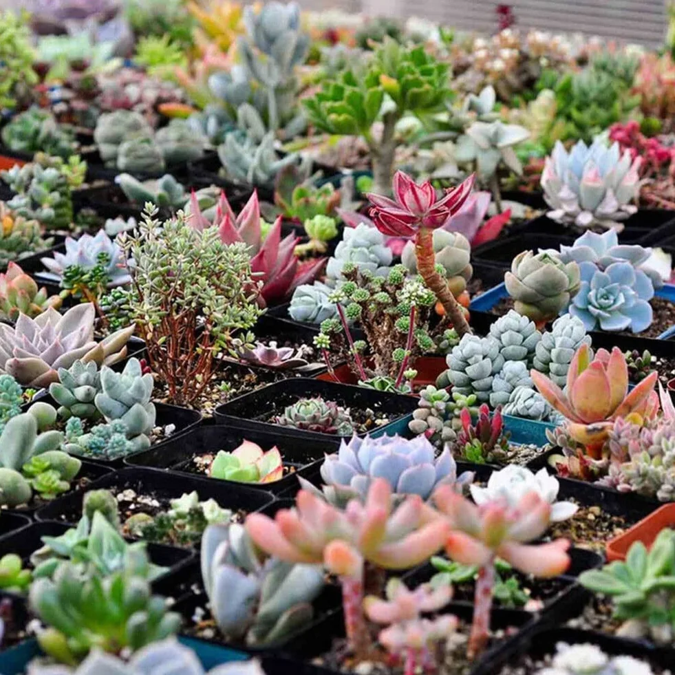 Lithops nasiona soczyste 600 sztuk rzadkie żywe kamienie Bonsai do domu ogrodu