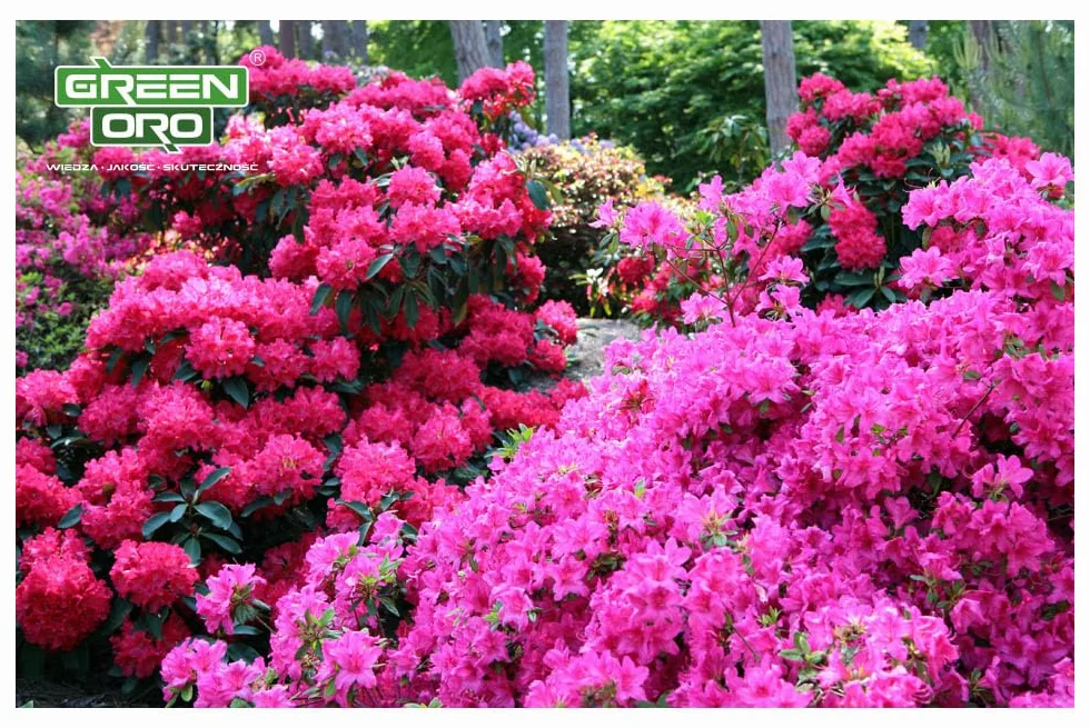 FLOWERS ACID 1,5KG Nawóz do hortensji i roślin kwasolubnych