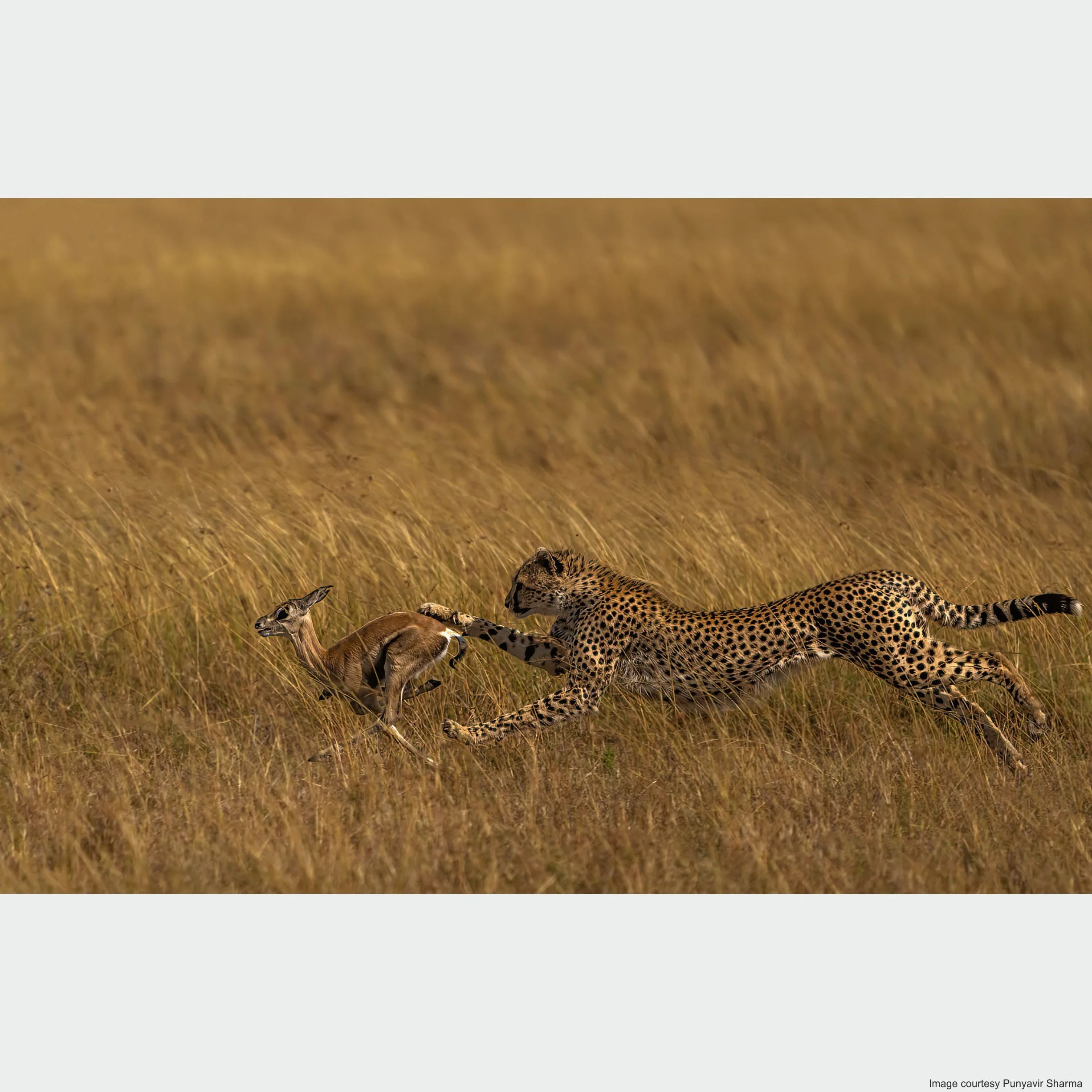 Sony 200–600 mm f/5.6–6.3 G OSS E-Mount teleobiektyw superzoom (idealny do dzikiej przyrody, sportu i natury)