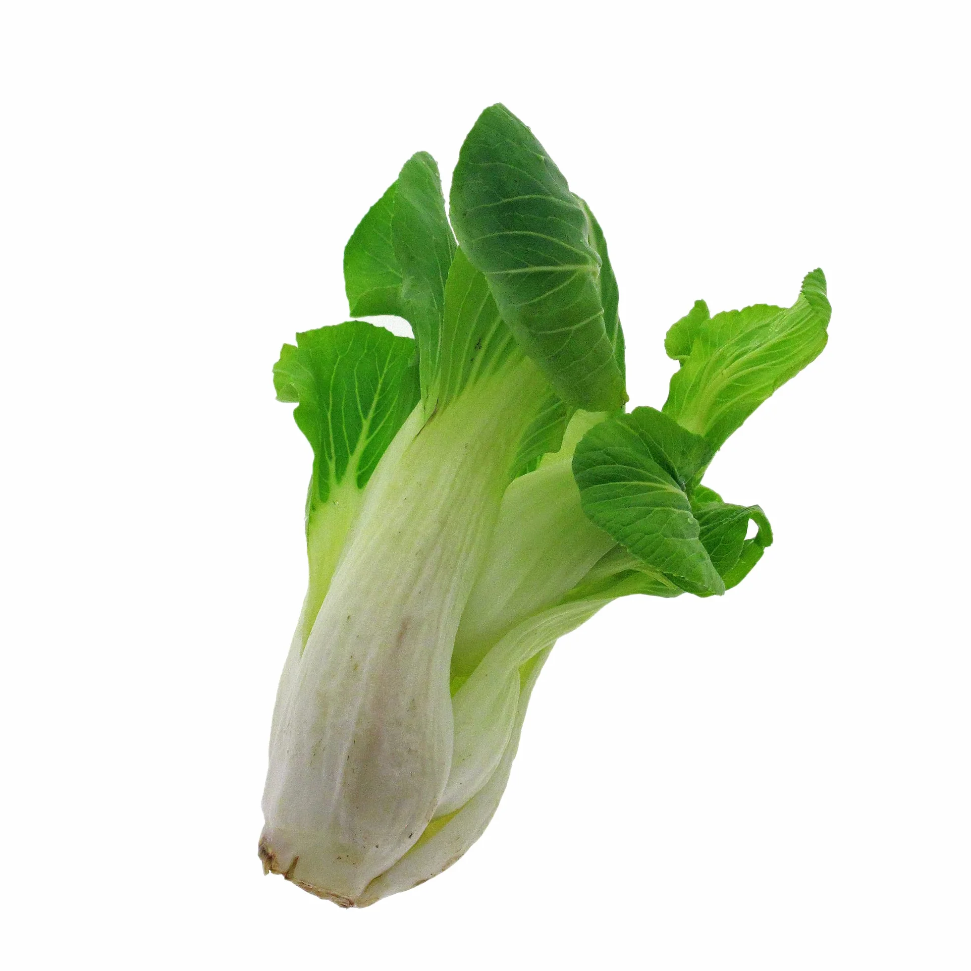 Pak Choi 'Tai Sai' (Brassica rapa subsp. chinensis) Organic - ok. 150 nasion