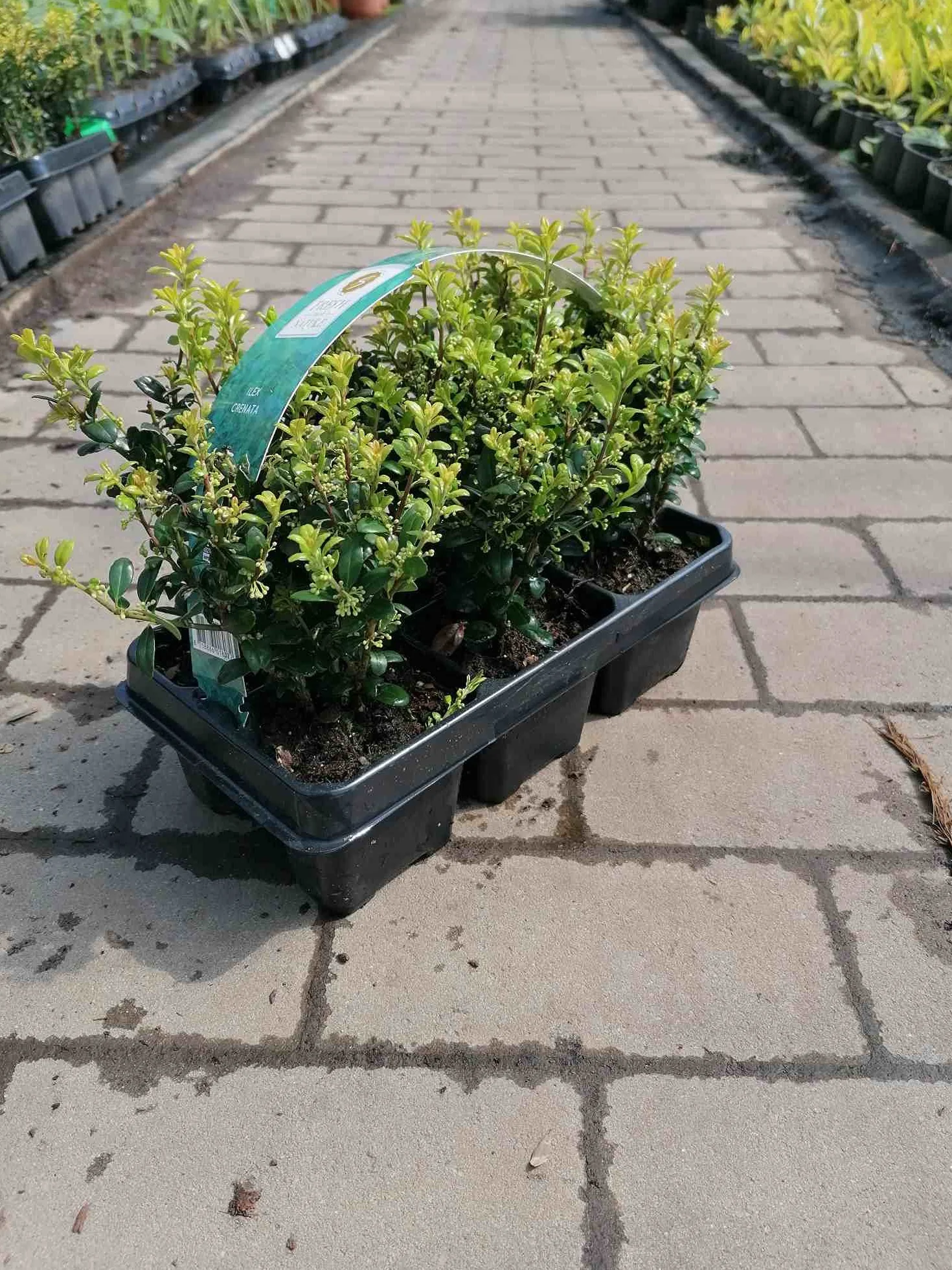 Ilex 'Crenata' 20-25 cm – 6 ostrokrzewów – idealne jako zamiennik bukszpanu do łatwego w pielęgnacji, wiecznie zielonych żywopłotów – mrozoodporne, wytrzymałe i wszechstronne zastosowanie, do ogrodu i