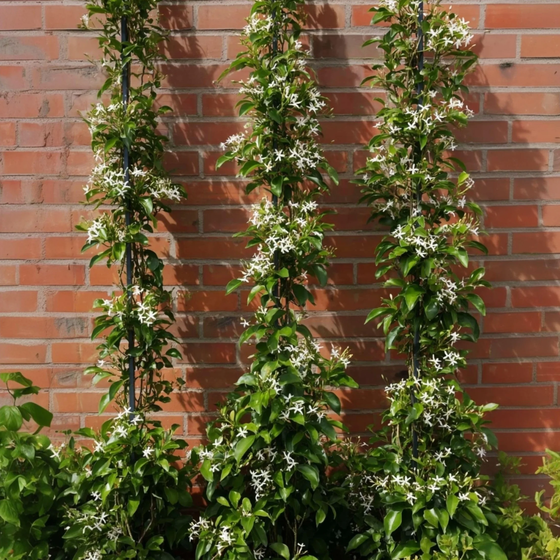 Plant in a Box - Jaśmin Toskański - Trachelospermum jasminoides - Wys. 110-120 cm - Doniczka 17 cm - Roślina pnąca