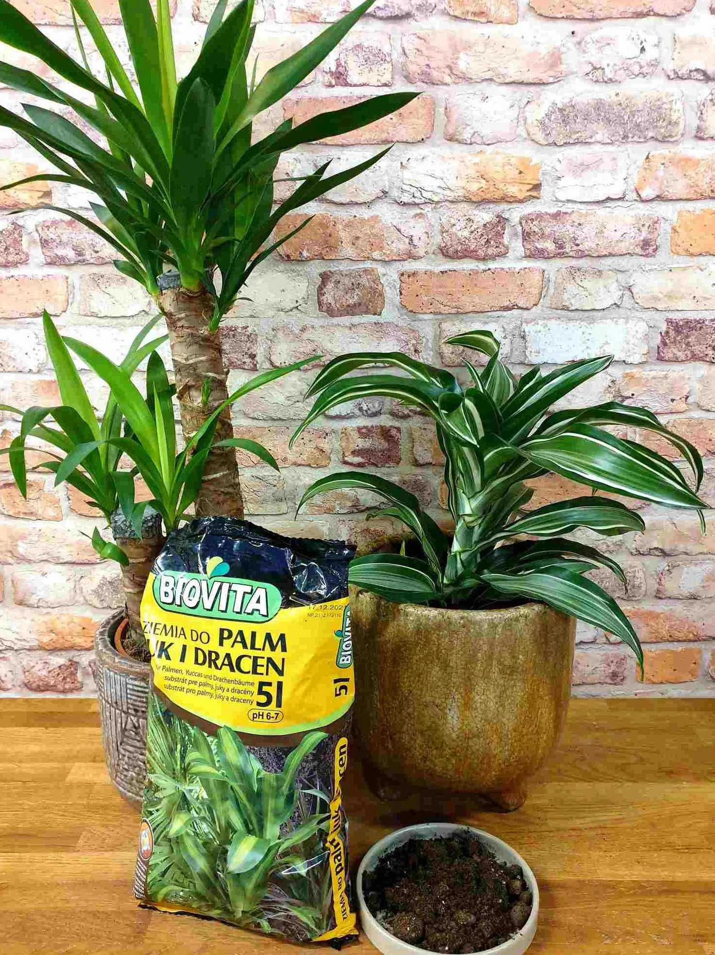 Ziemia do Palm, Juk i Dracen - Podłoże do Roślin Zielonych - BIOVITA (5L)
