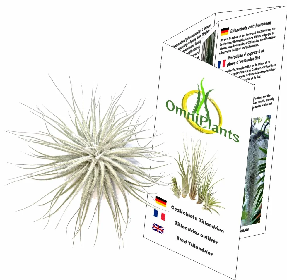 Tillandsia tectorum, Tillandsien, bromeliada