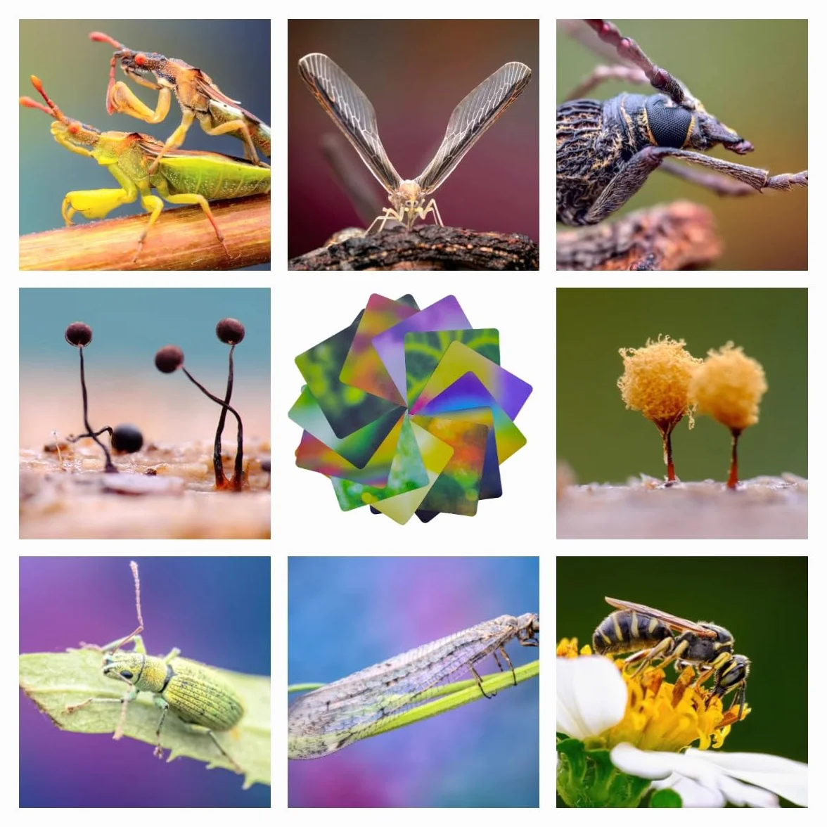 Guage zestaw kart do makrofotografii, 12 sztuk, 24 kolory (21 x 15 cm), materiał pochłaniający światło, ekologiczne rozmycie tła do fotografii makro (rozmiary A5N, 12 szt., 24 kolory)