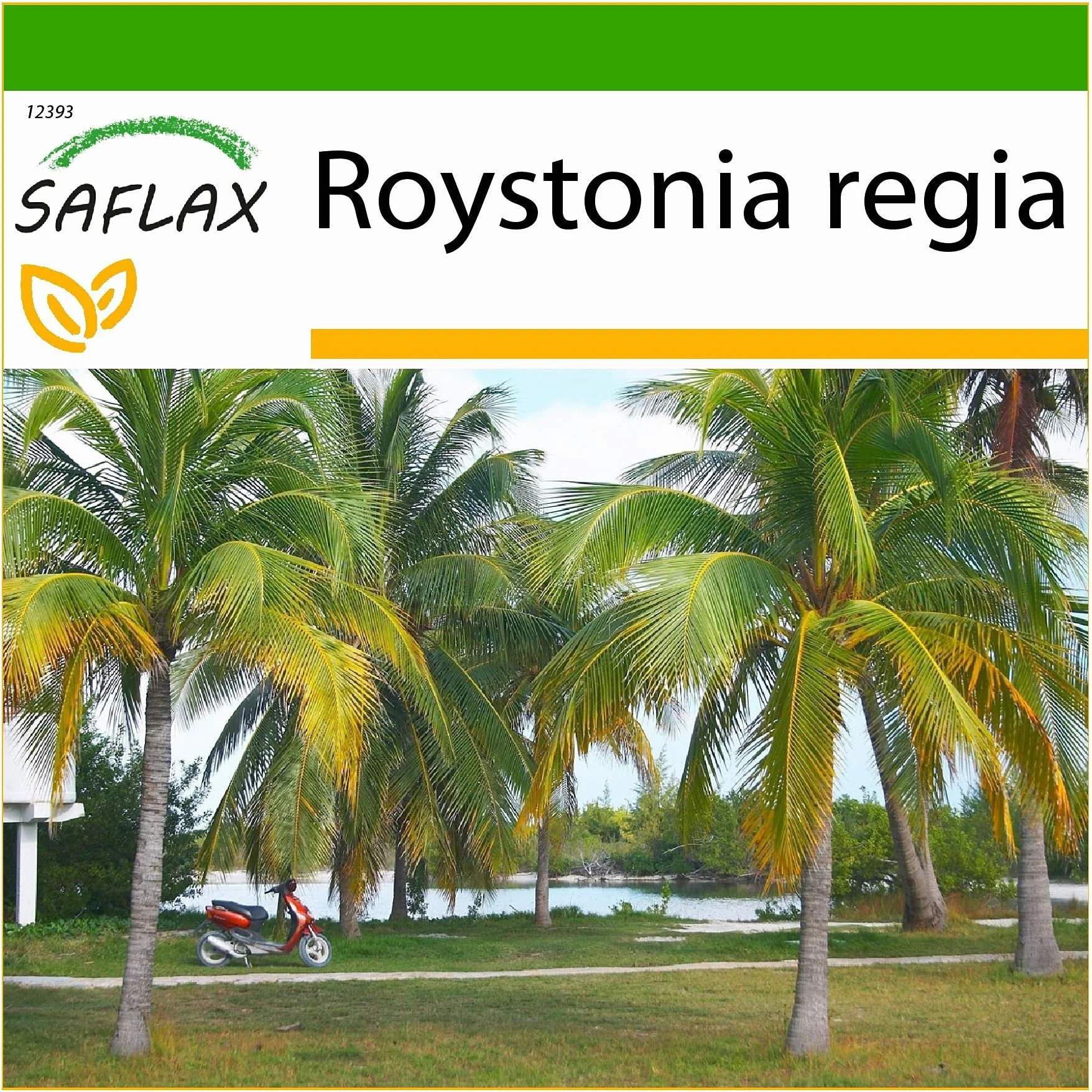 SAFLAX - Kubańska Palma Królewska - 8 Nasiona - Z pożywką wolną od zarazków - Roystonia regia