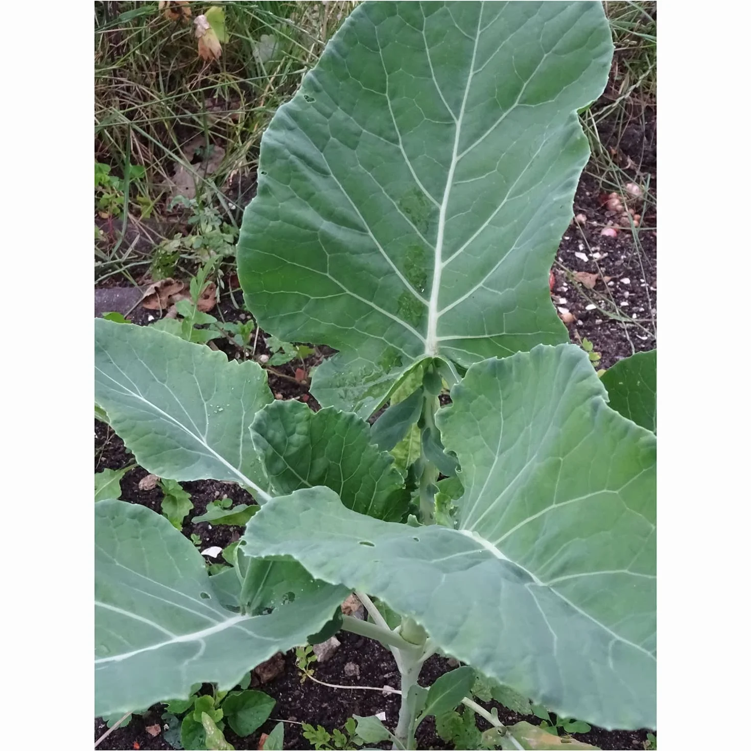 Chiński brokuł Kai-Lan (Brassica oleracea) 100 nasion