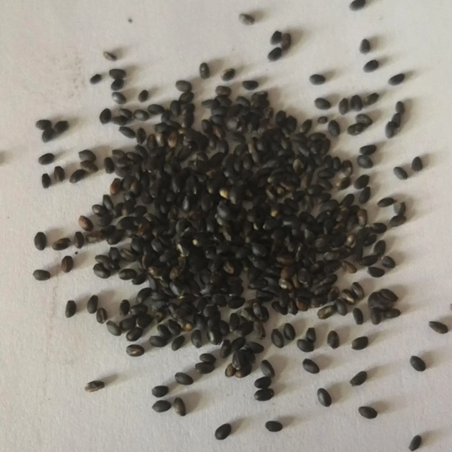 Murraya Exotica Nasiona 50 sztuk Non GMO Naturalne Wysokowydajne Ogrodnictwo Kwiaty Drzewo Owocowe Warzyw