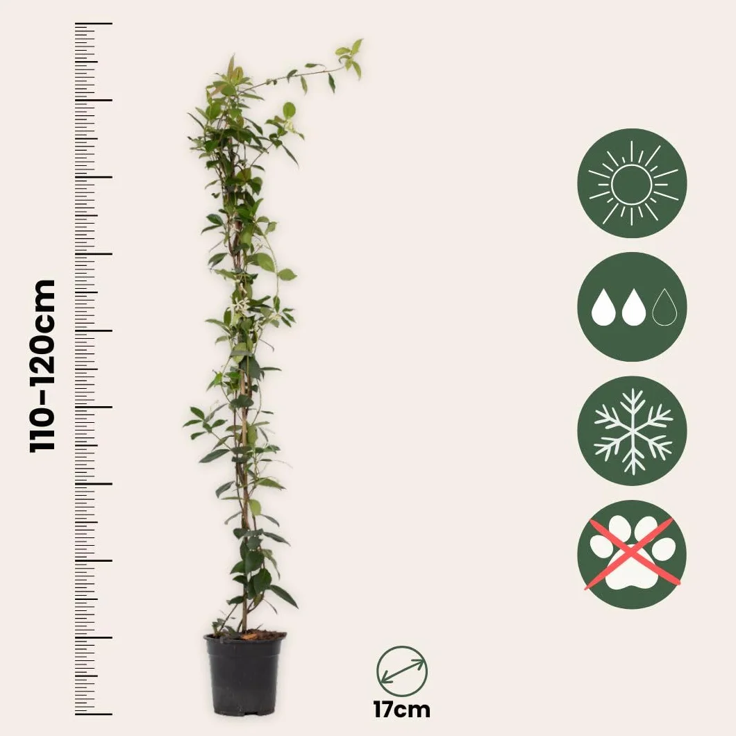 Plant in a Box - Jaśmin Toskański - Trachelospermum jasminoides - Wys. 110-120 cm - Doniczka 17 cm - Roślina pnąca