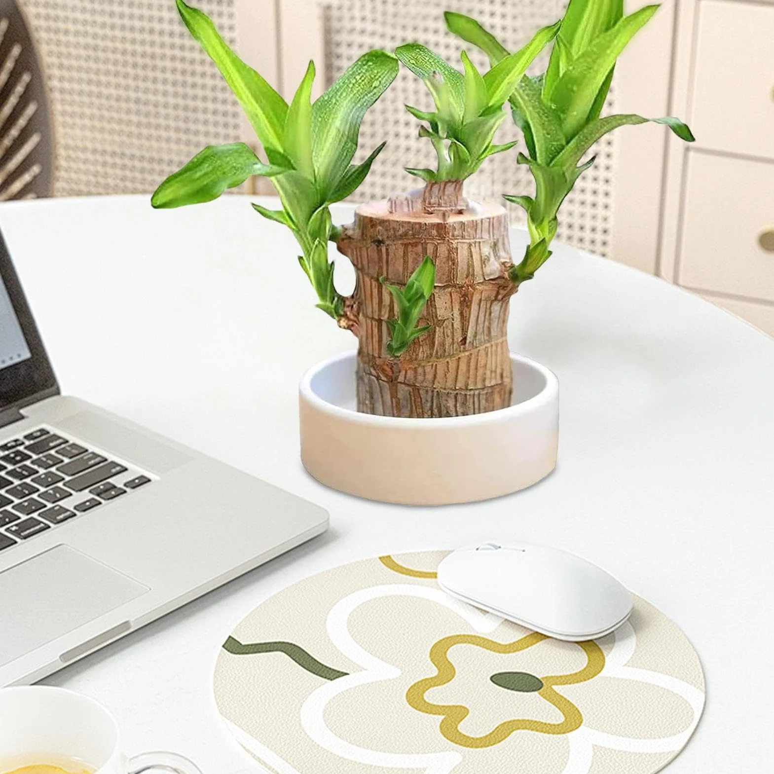 Brazylia Lucky Wood Plant Hydroponic Tree Stump Desktop